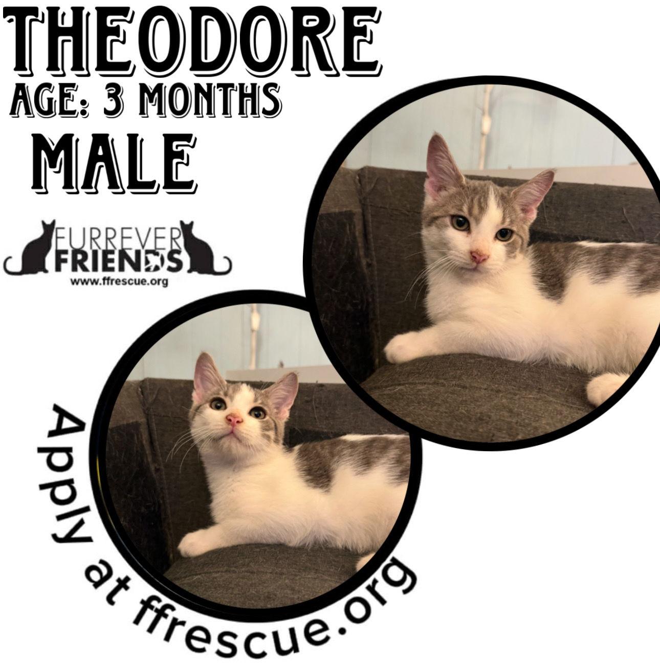 Theodore, Adoptable, Young Male Domestic Short Hair.