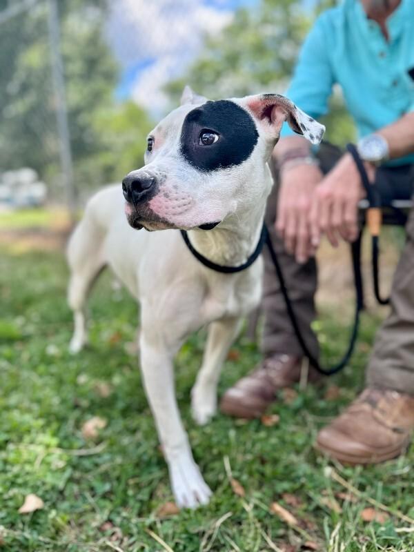 Enlarge Rachel, a Adoptable Mixed Breed in Wooster, OH image 1/1