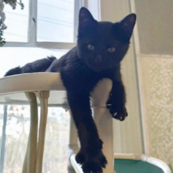 Garland, a ADOPTABLE Domestic Short Hair in Greensburg, PA image 2/6