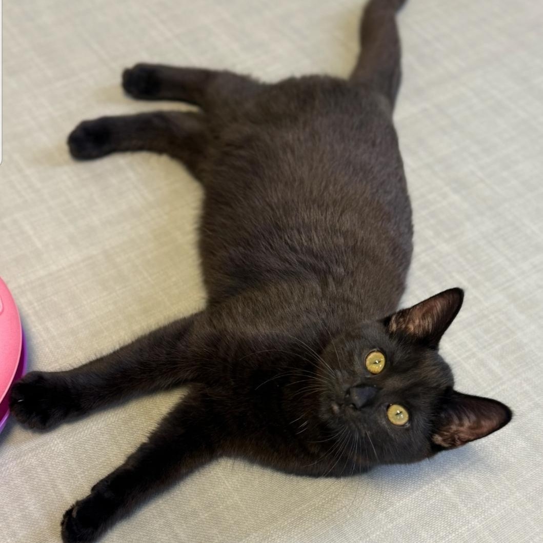 Garland, a ADOPTABLE Domestic Short Hair in Greensburg, PA image 5/6