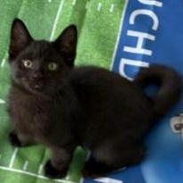 Garland, a ADOPTABLE Domestic Short Hair in Greensburg, PA image 4/6