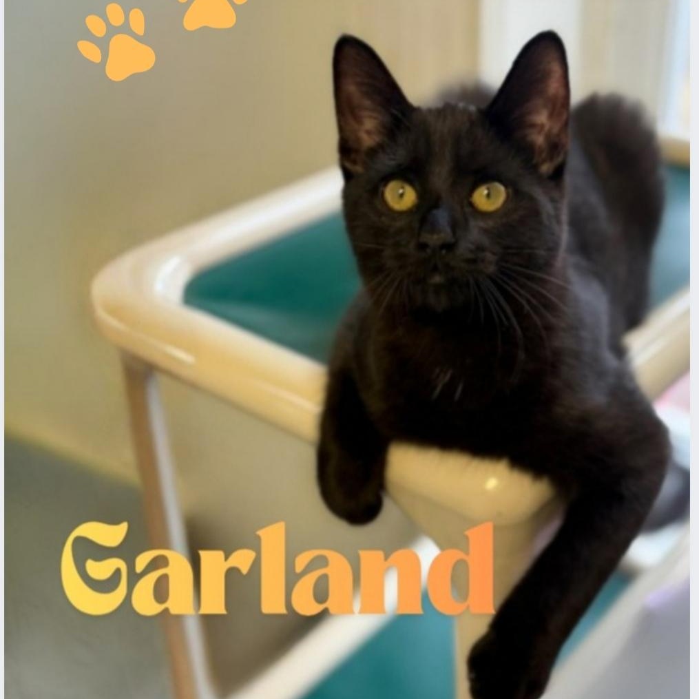 Garland, ADOPTABLE, Kitten Male Domestic Short Hair.