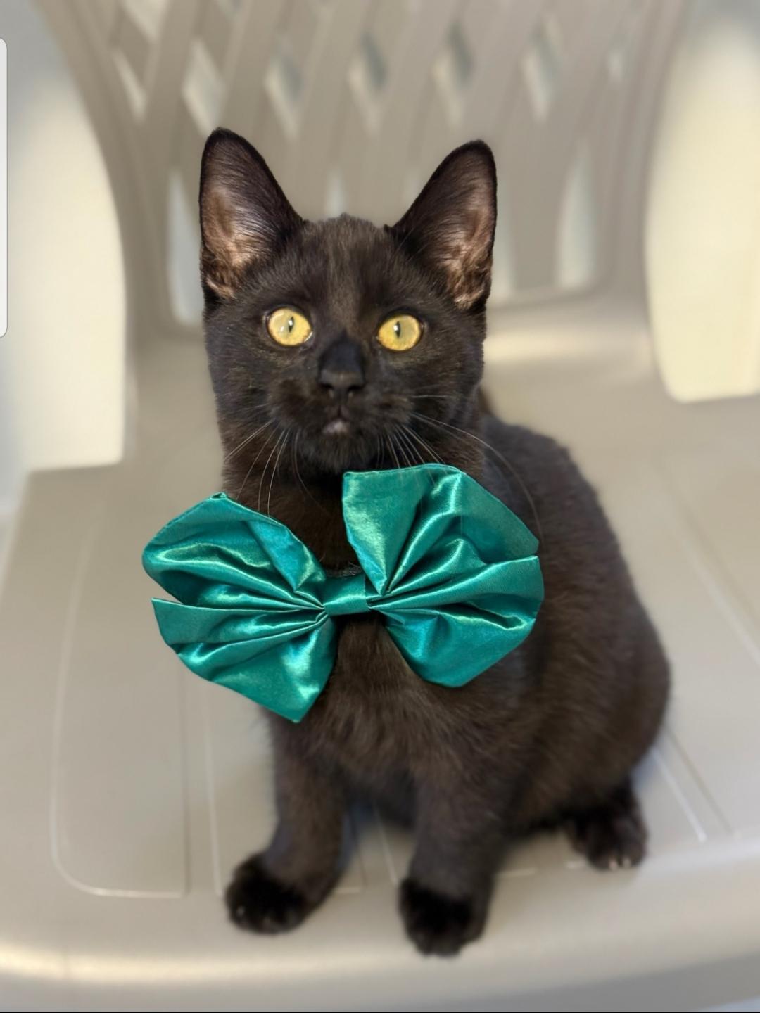 Garland, a ADOPTABLE Domestic Short Hair in Greensburg, PA image 3/6