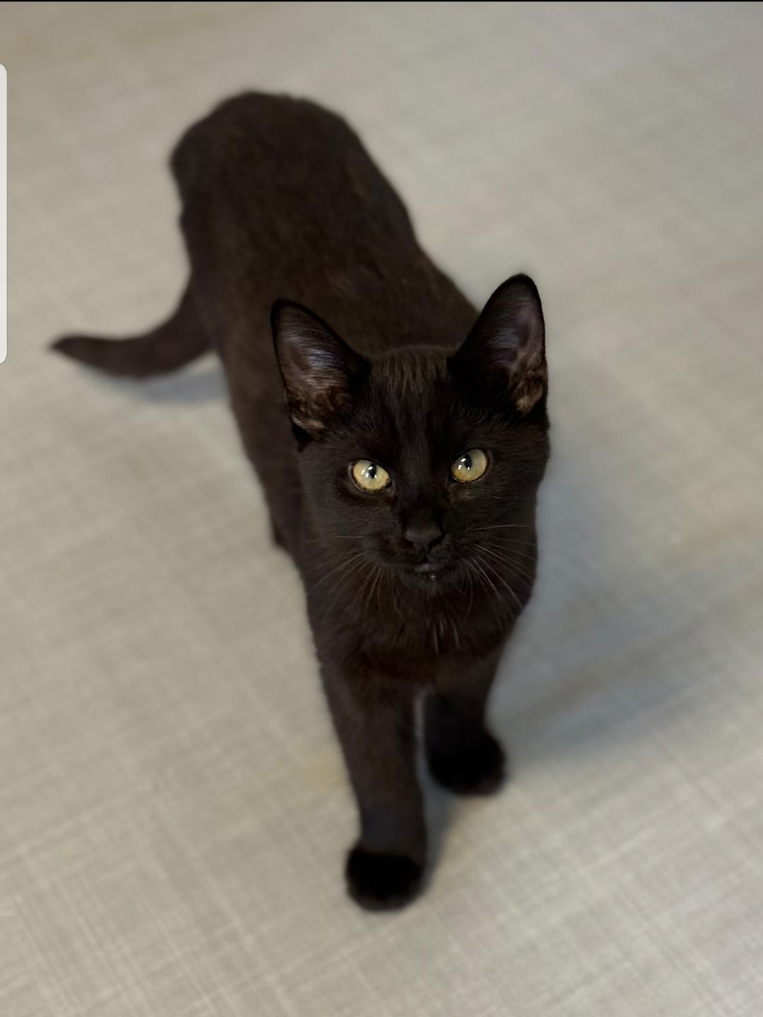 Garland, a ADOPTABLE Domestic Short Hair in Greensburg, PA image 6/6