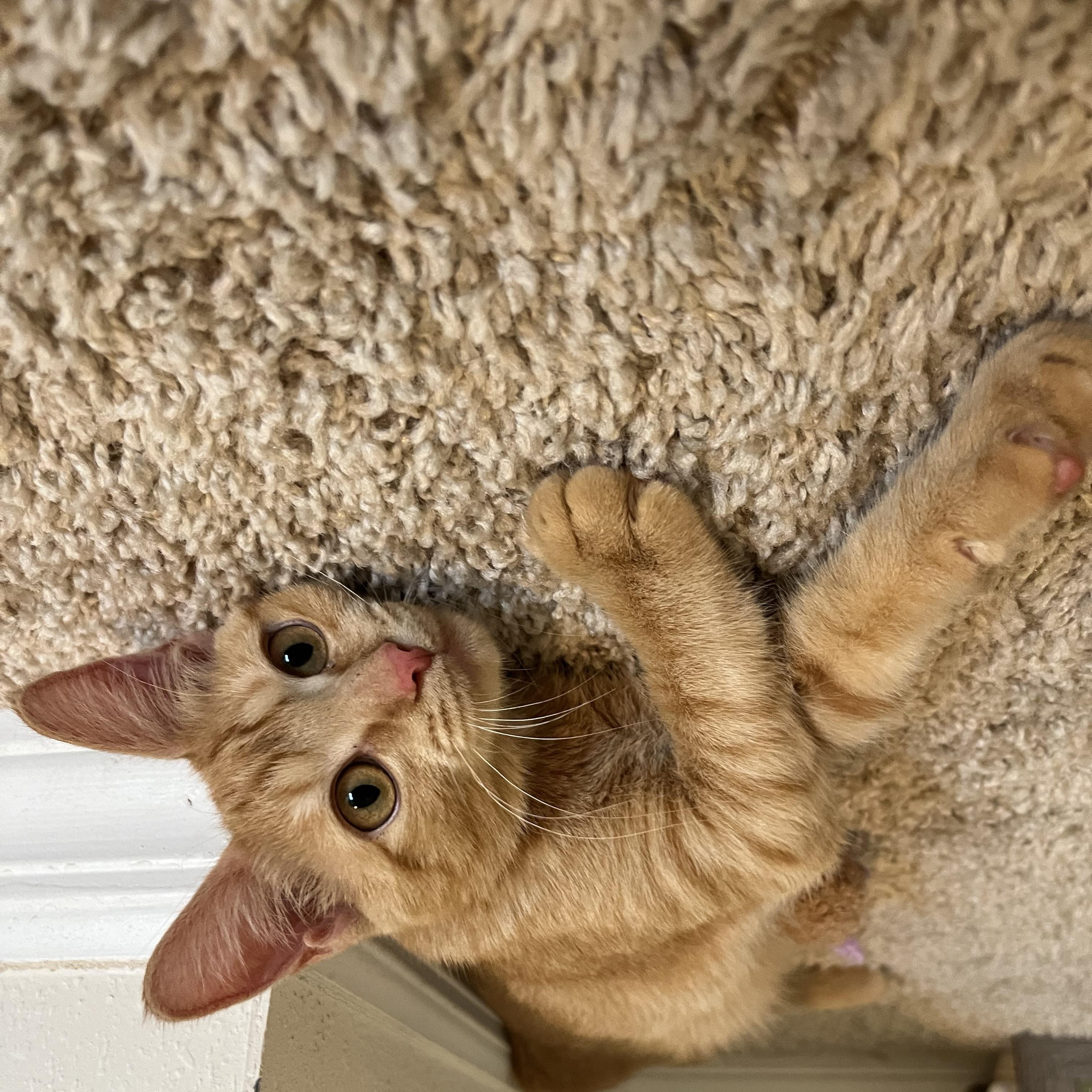 Enlarge Cannoli, a Adopted Domestic Short Hair in Plant City, FL image 2/3