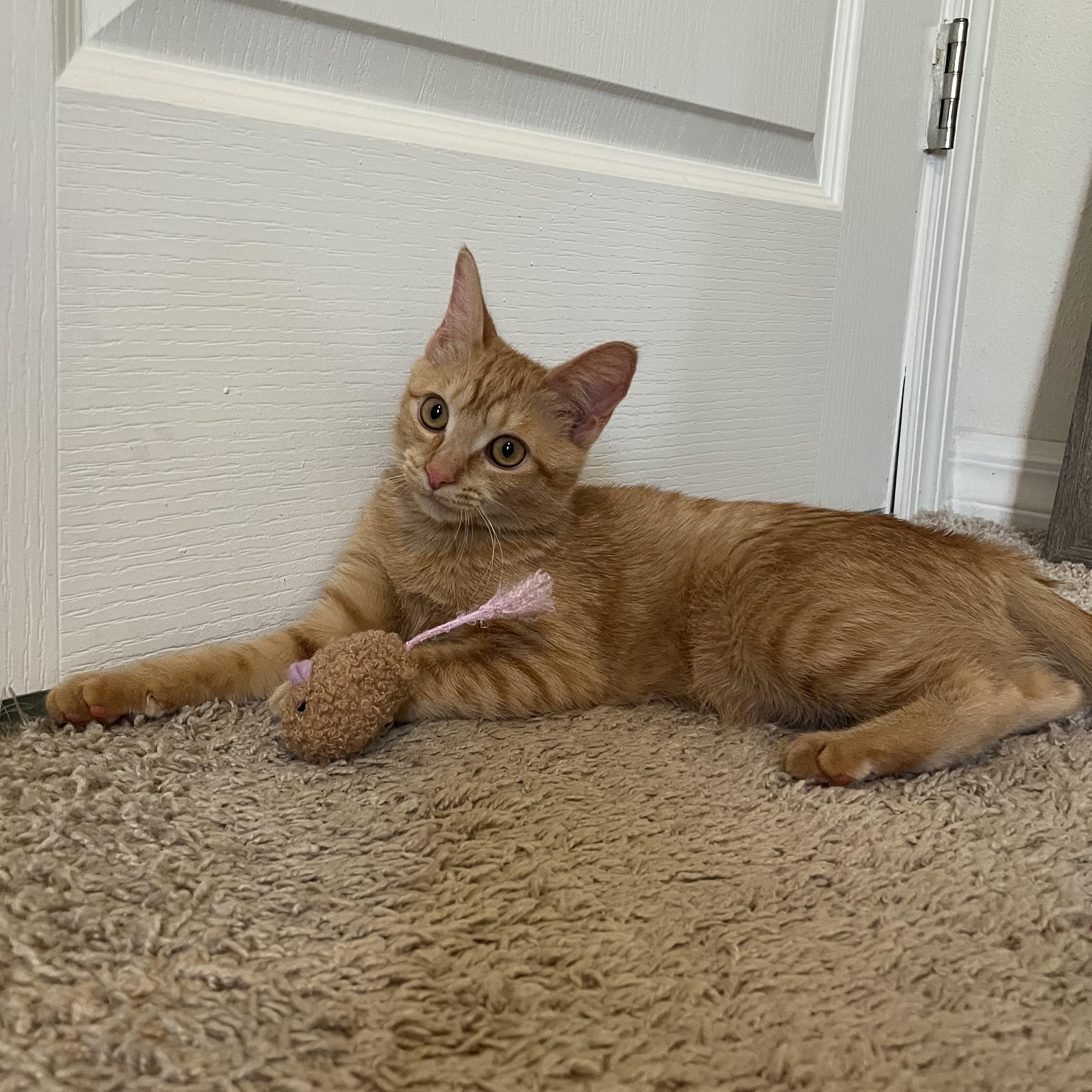 Enlarge Cannoli, a Adopted Domestic Short Hair in Plant City, FL image 3/3