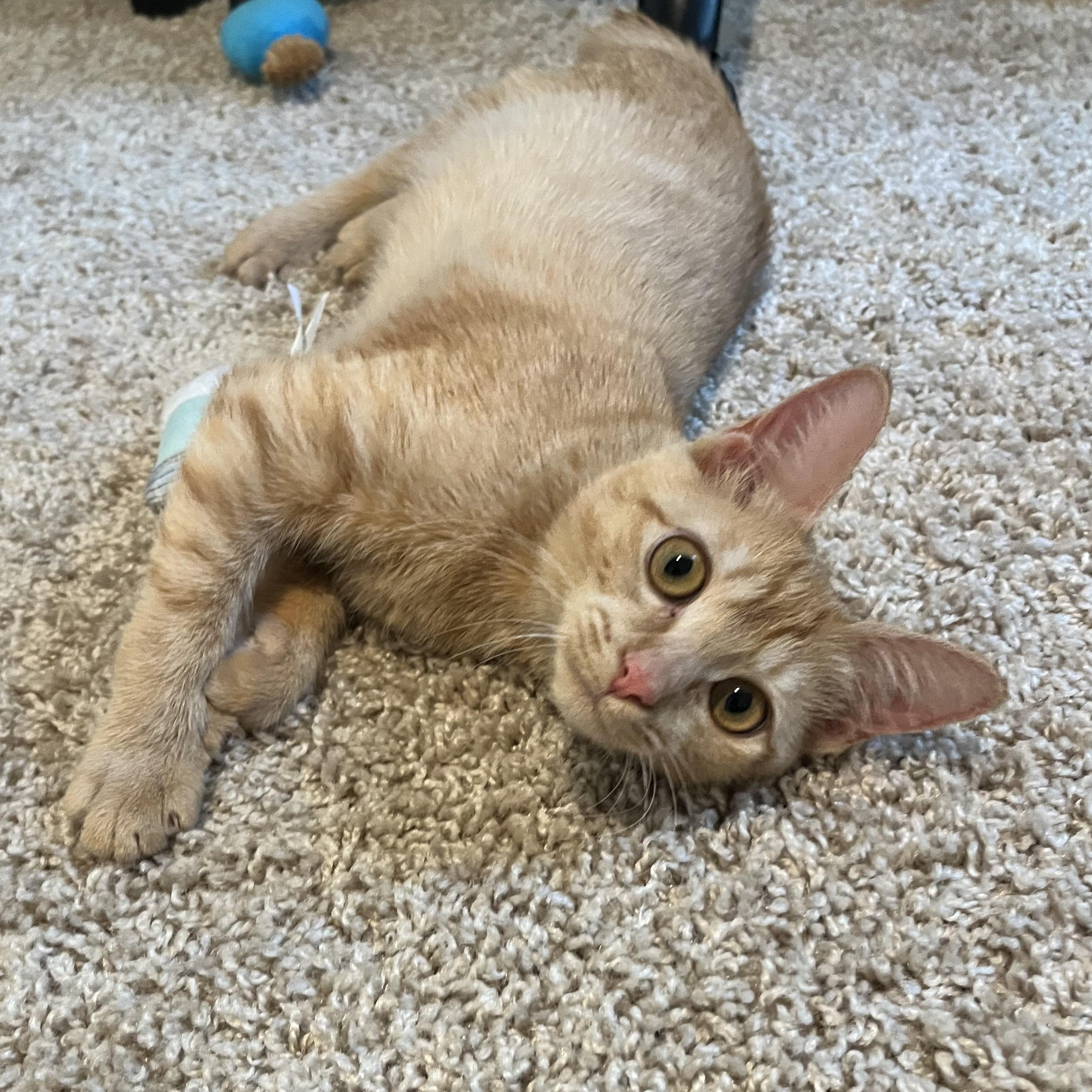 Cannoli, Adopted, Young Female Domestic Short Hair.