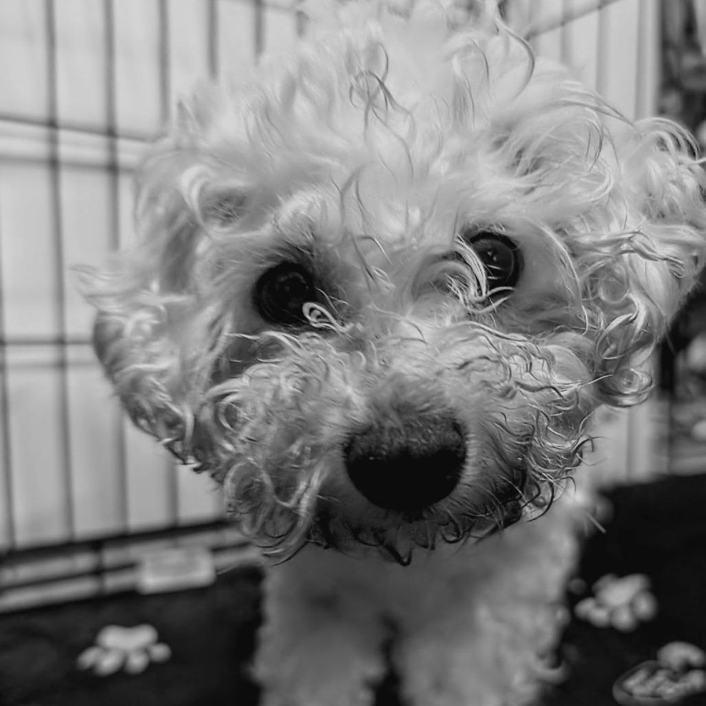 Spaghetto, Adoptable, Senior Female Bichon Frise.