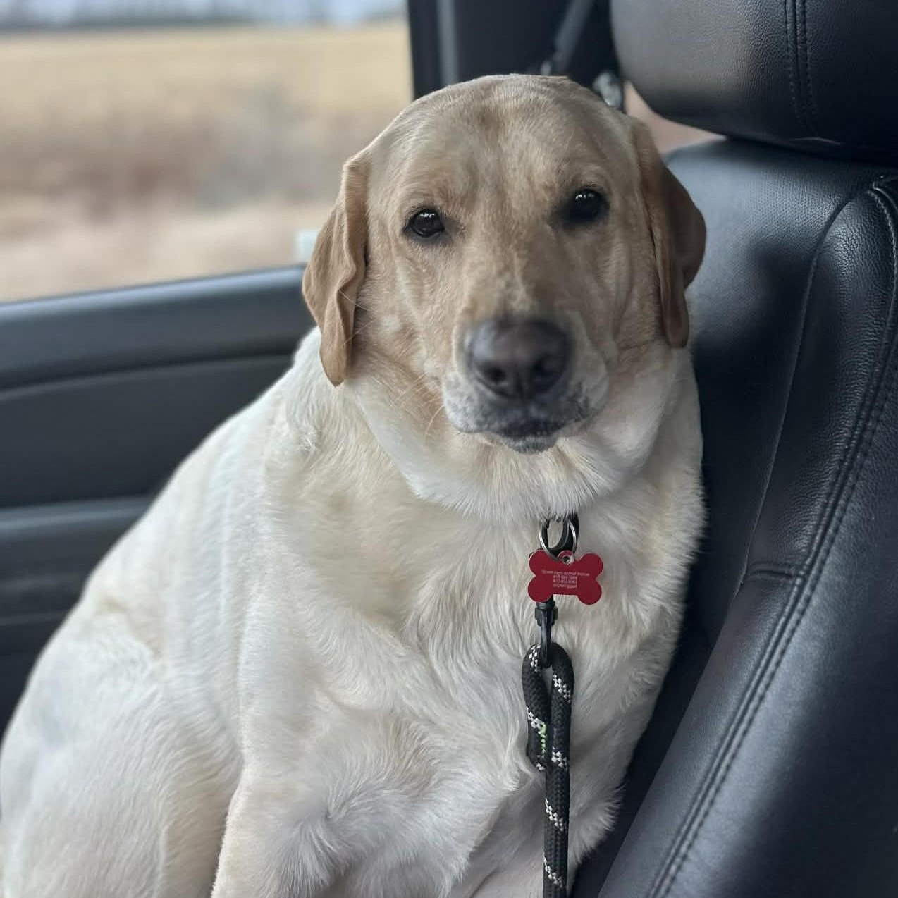 Enlarge PHOEBE, an adopted Yellow Labrador Retriever in Burton, MI image 4/6