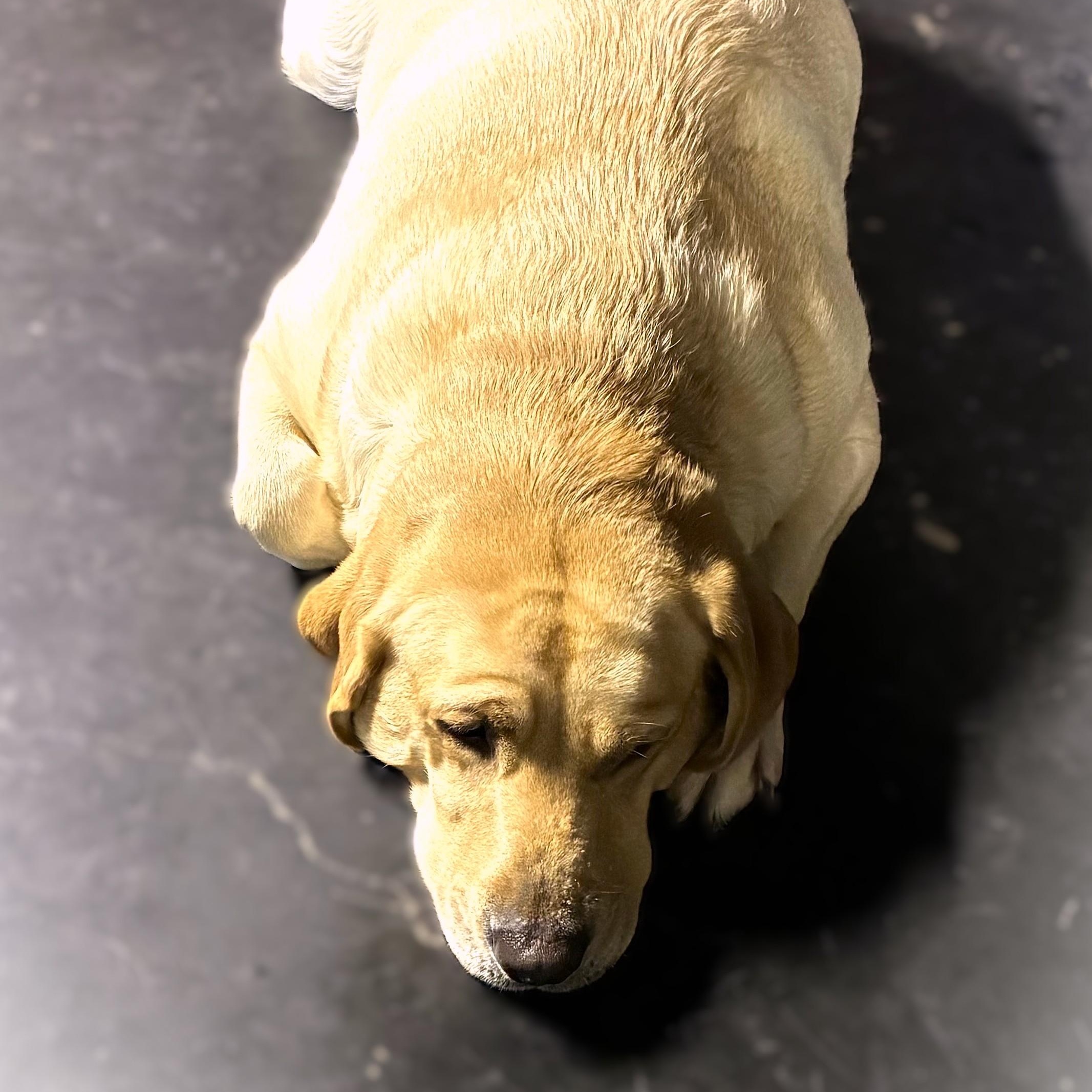 Enlarge PHOEBE, a Adoptable Yellow Labrador Retriever in Burton, MI image 2/2