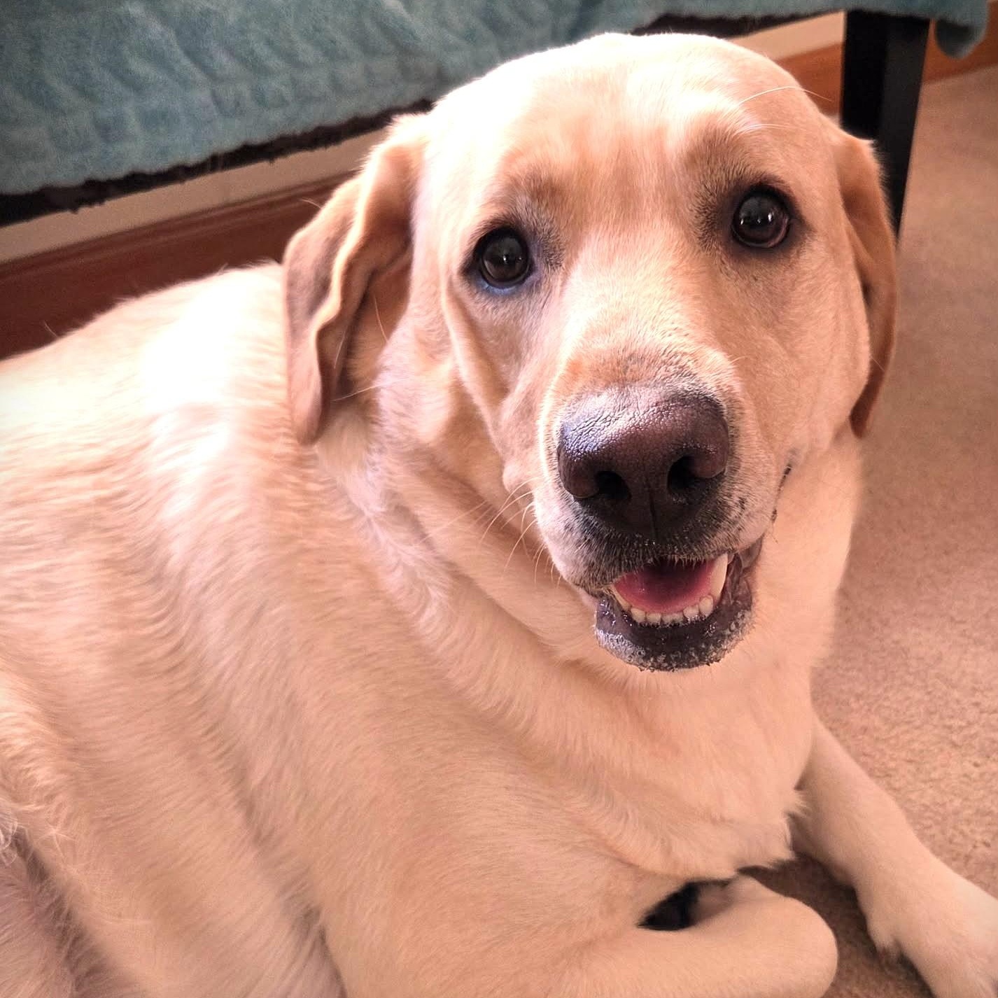 Enlarge PHOEBE, an adopted Yellow Labrador Retriever in Burton, MI image 1/6