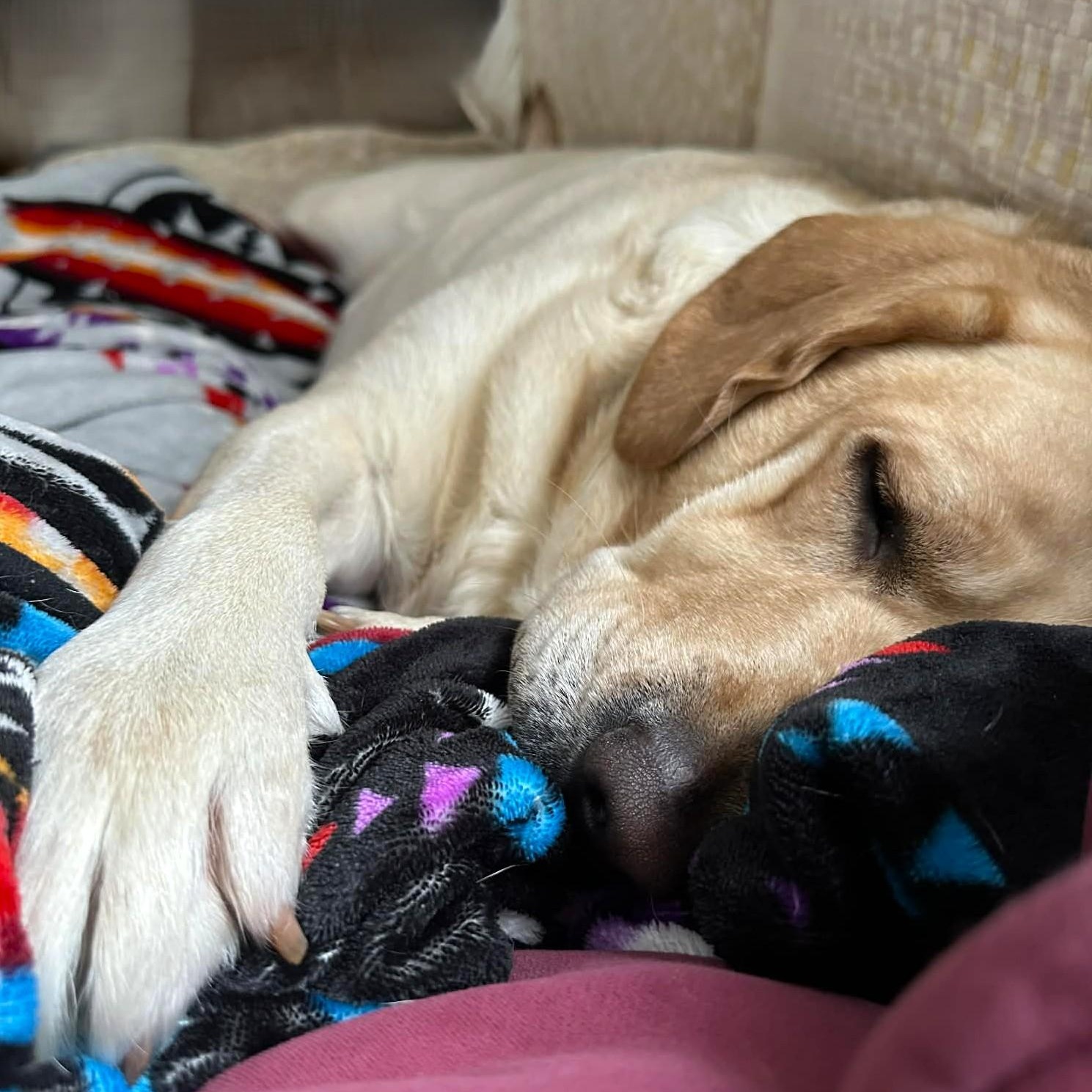 Enlarge PHOEBE, an adopted Yellow Labrador Retriever in Burton, MI image 5/6