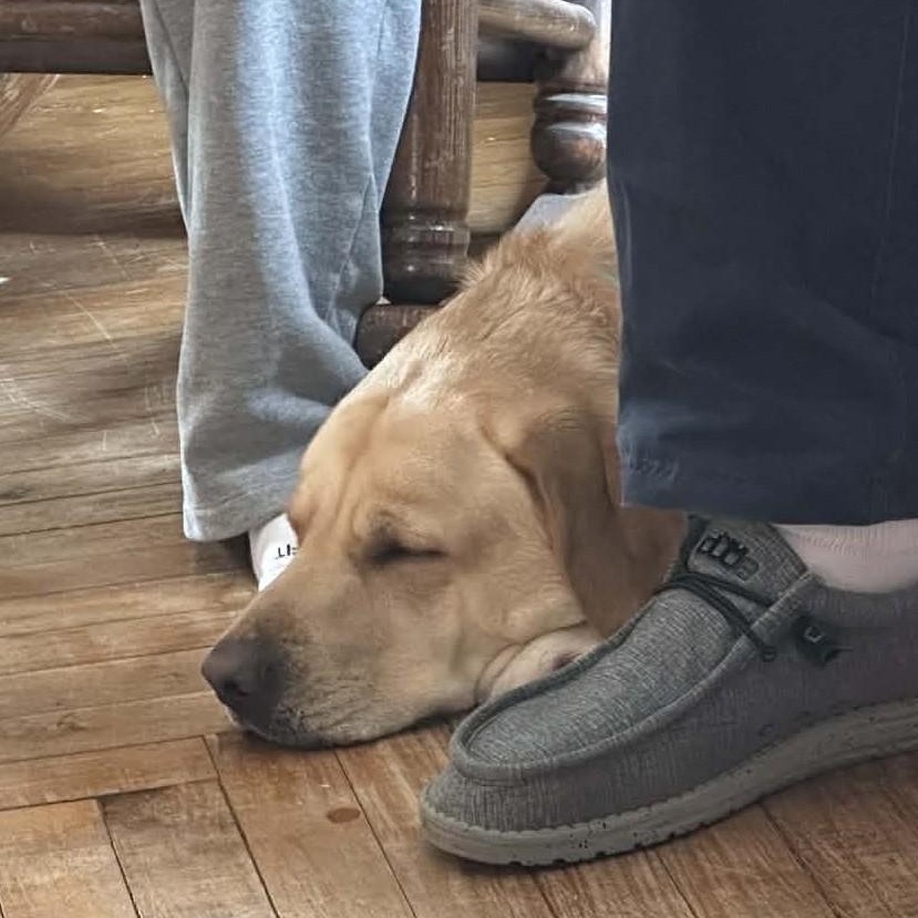 Enlarge PHOEBE, an adopted Yellow Labrador Retriever in Burton, MI image 6/6