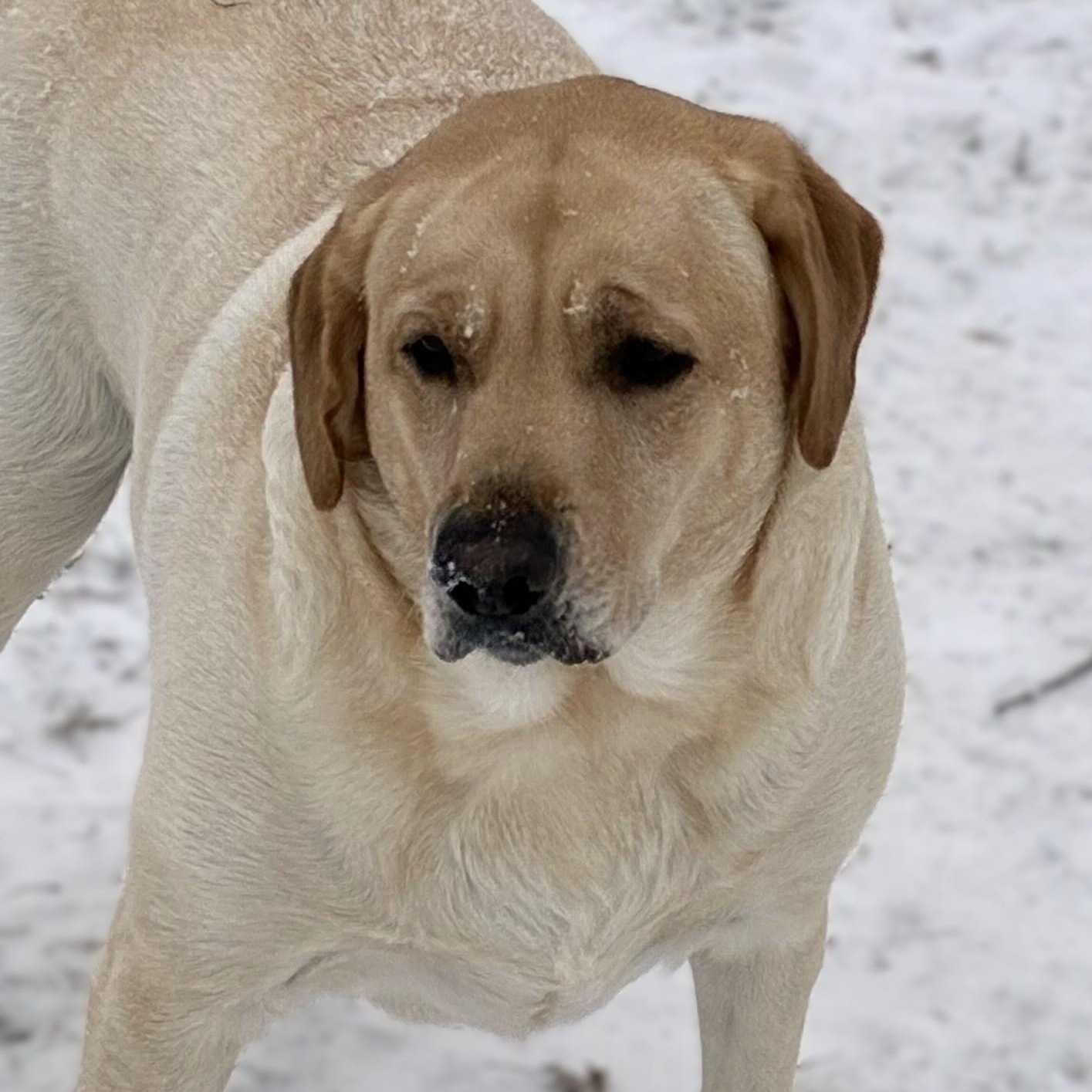 Enlarge PHOEBE, an adopted Yellow Labrador Retriever in Burton, MI image 3/6