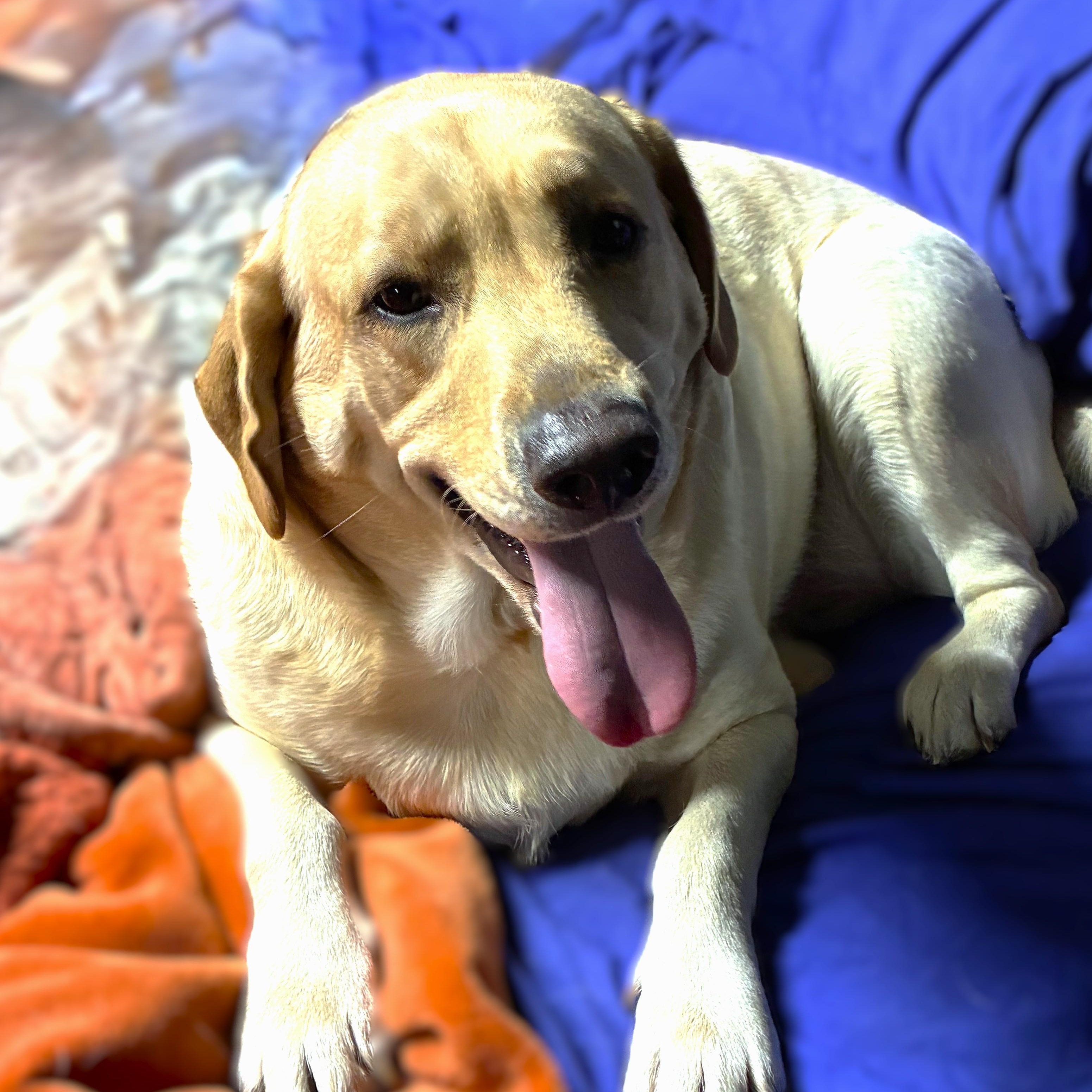 PHOEBE, Adoptable, Adult Female Yellow Labrador Retriever.