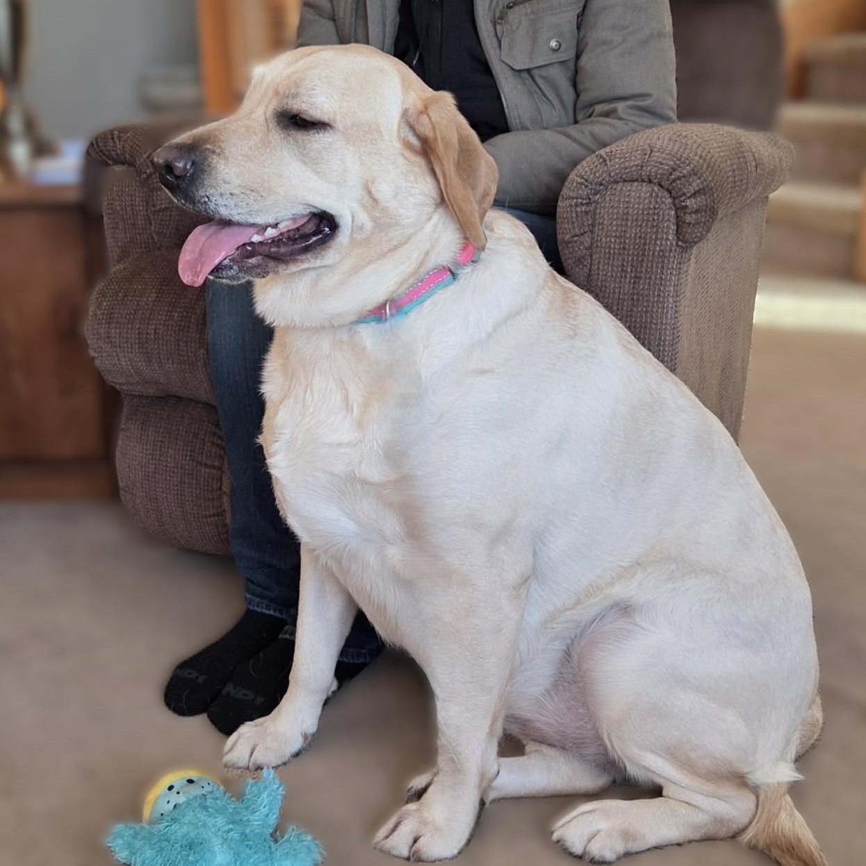 Enlarge PHOEBE, an adopted Yellow Labrador Retriever in Burton, MI image 2/6