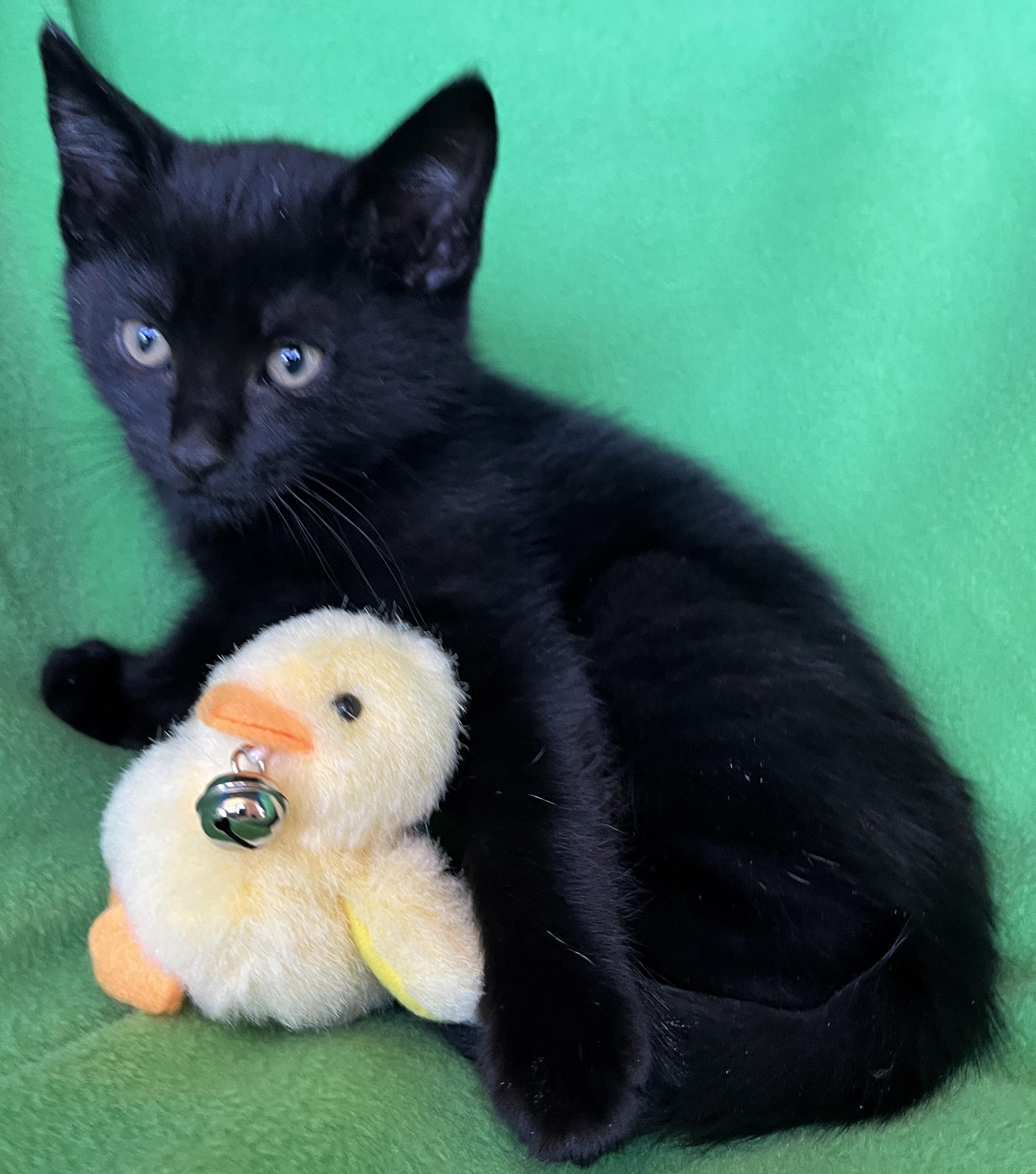 Enlarge Queenie, a ADOPTABLE Domestic Short Hair in Lake Oswego, OR image 2/2