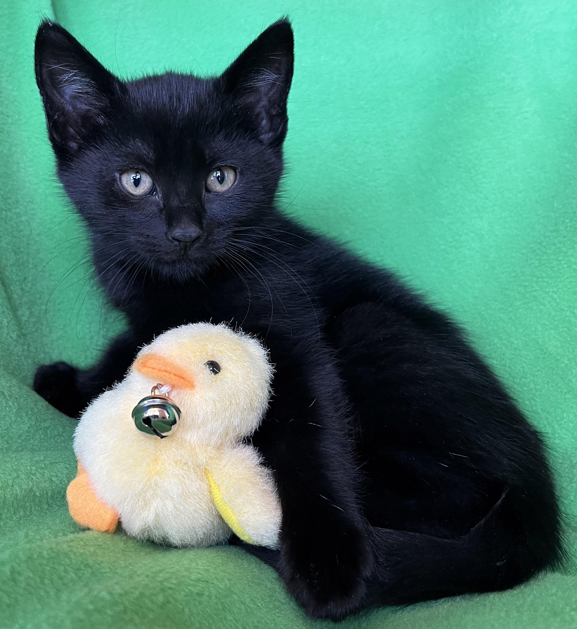 Enlarge Queenie, a ADOPTABLE Domestic Short Hair in Lake Oswego, OR image 1/2