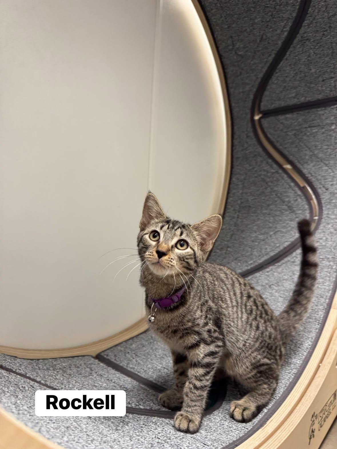 Enlarge Rockell, a Adoptable Domestic Short Hair in Staten Island, NY image 2/3