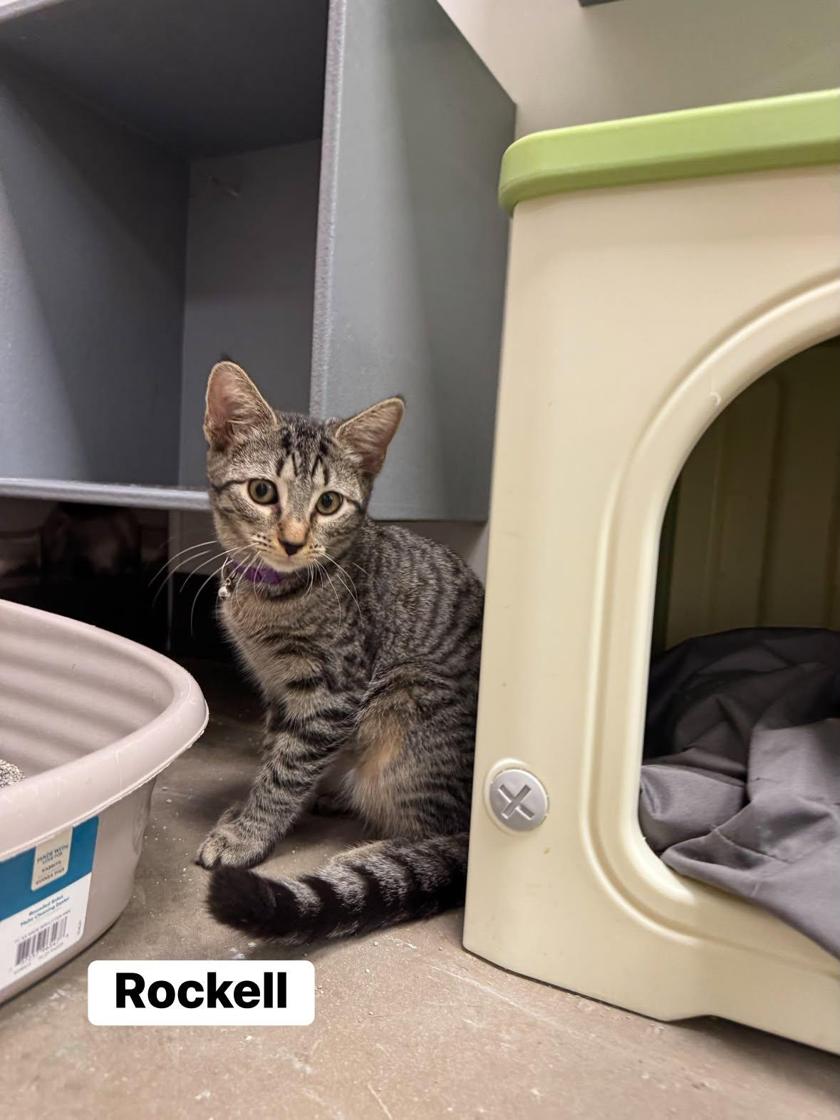 Enlarge Rockell, a Adoptable Domestic Short Hair in Staten Island, NY image 3/3