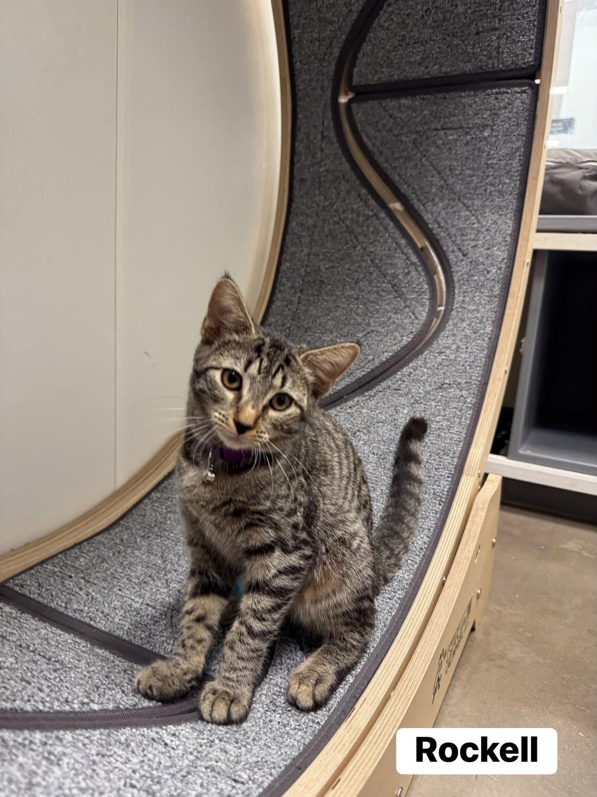 Rockell, Adoptable, Kitten Female Domestic Short Hair.