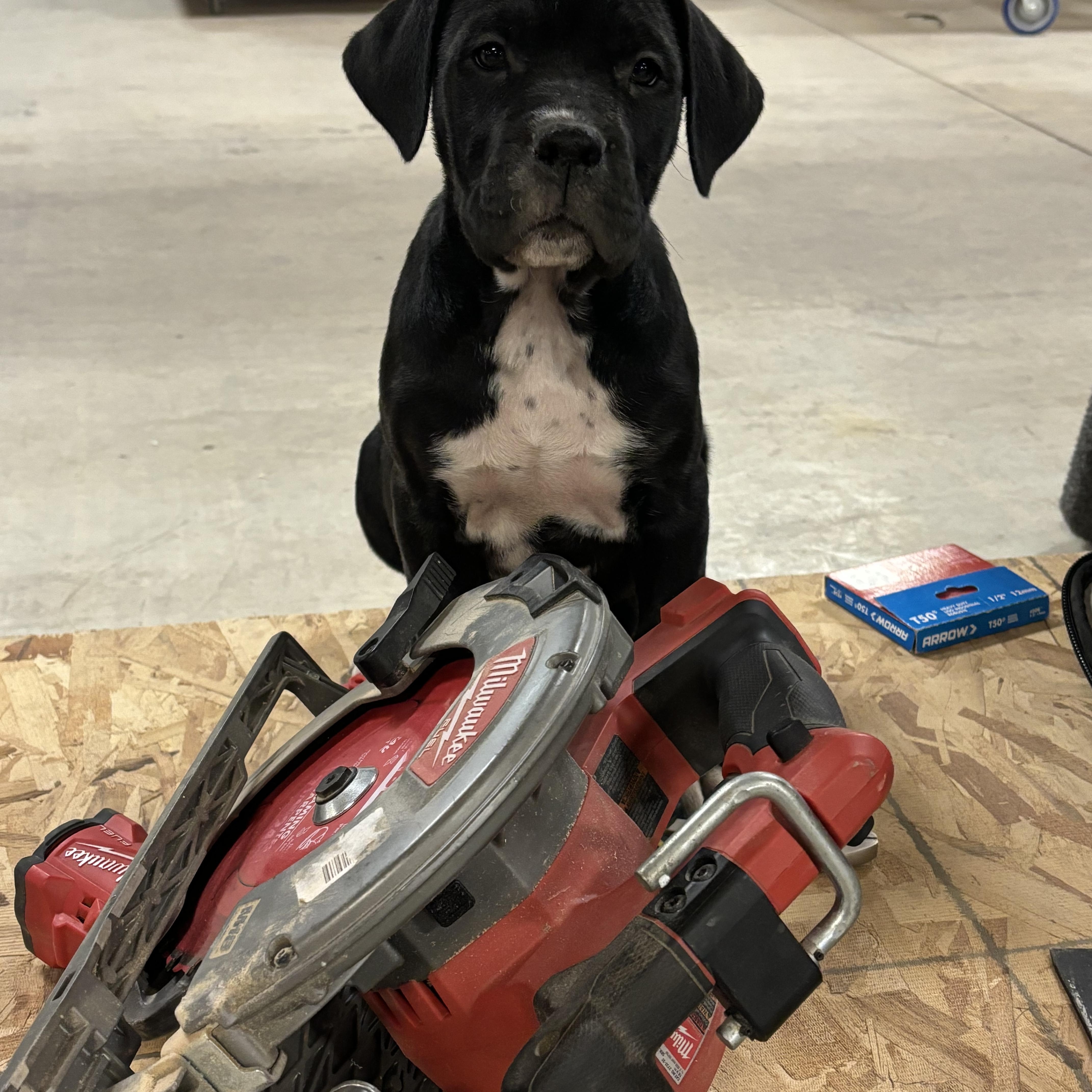 Enlarge Lucy, an adoptable mixed breed in Winnipeg, MB image 3/6