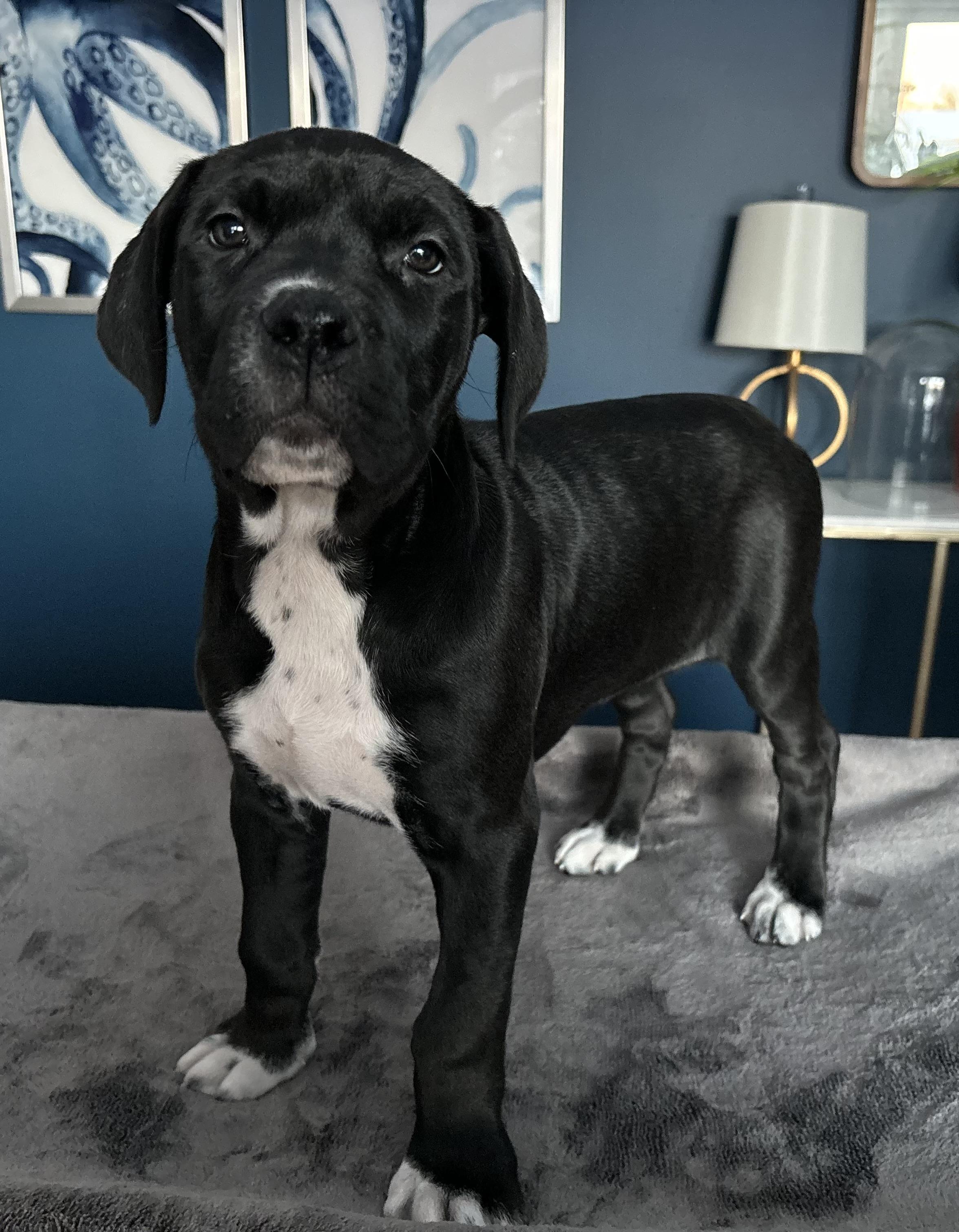 Enlarge Lucy, an adoptable mixed breed in Winnipeg, MB image 4/6