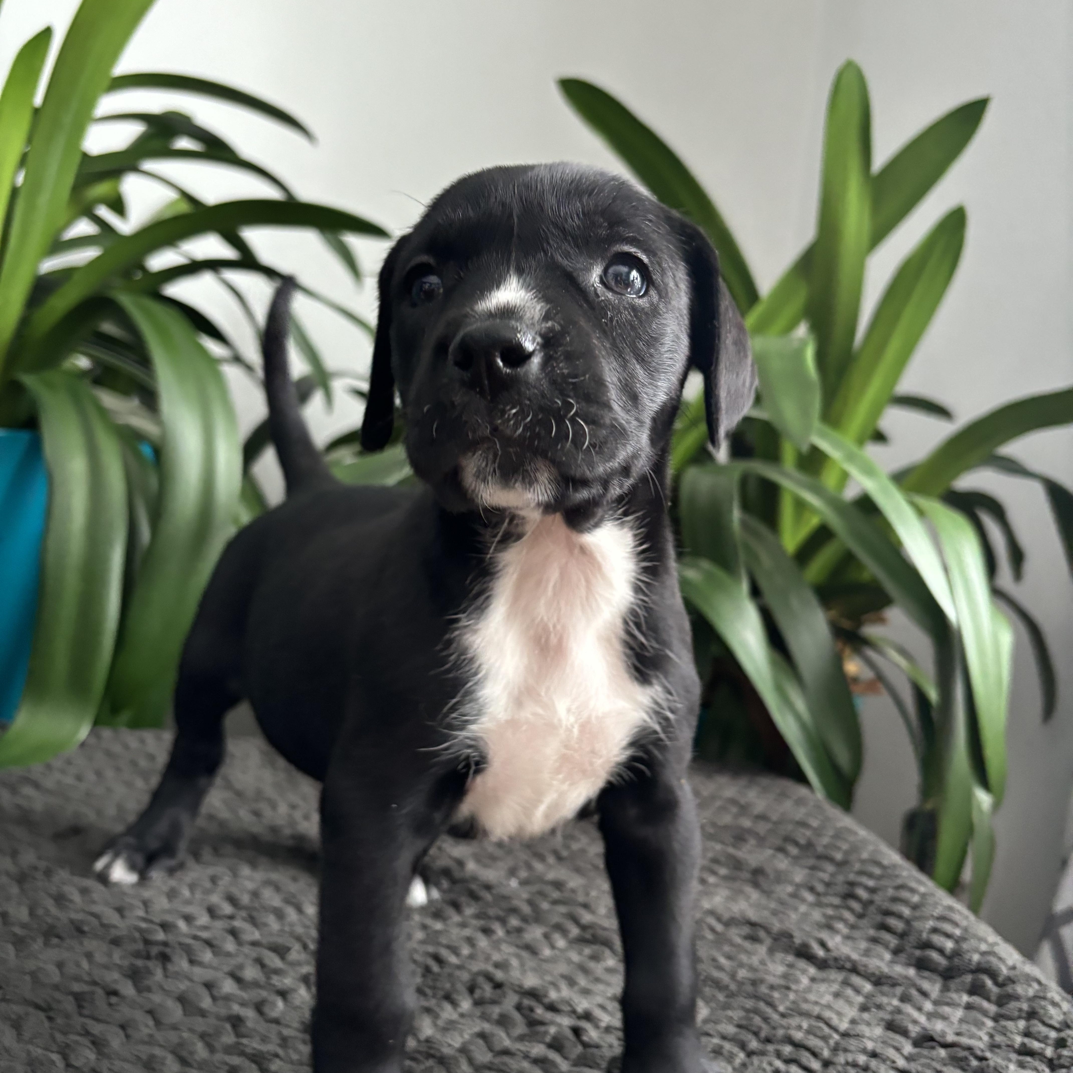 Lucy, adoptable, Puppy Female Mastiff.