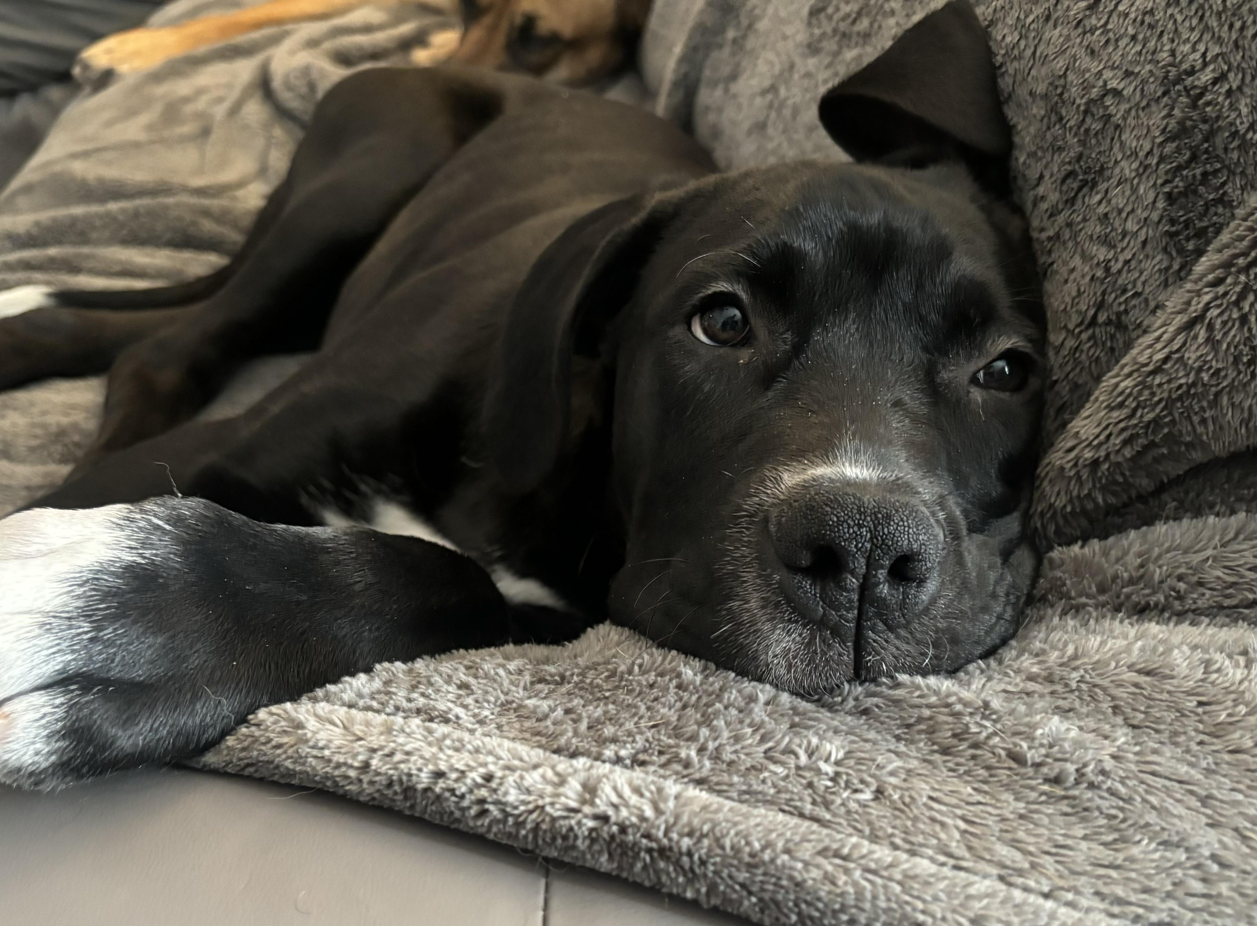 Lucy, adoptable, Puppy Female Mastiff.