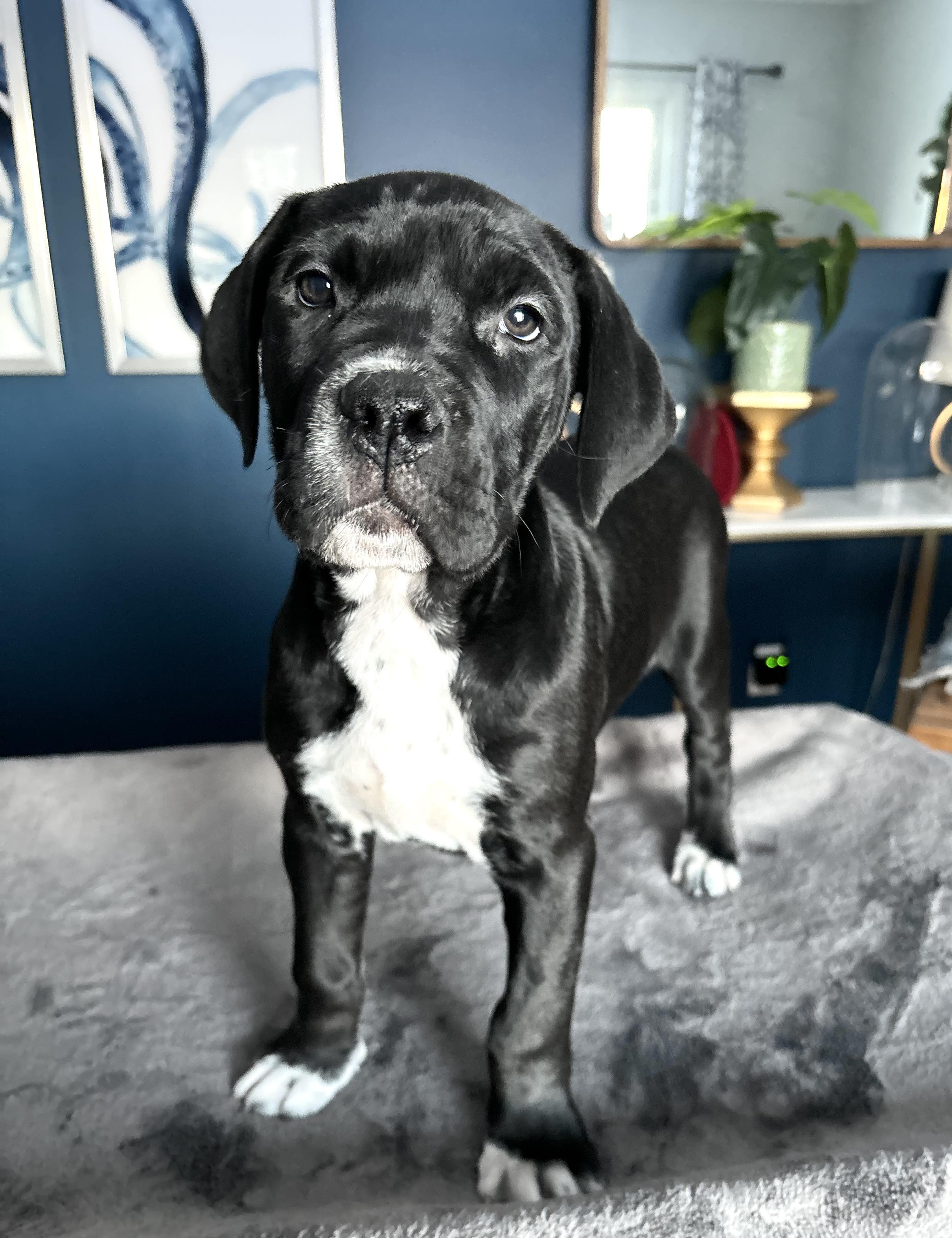 Enlarge Lucy, an adoptable mixed breed in Winnipeg, MB image 1/6