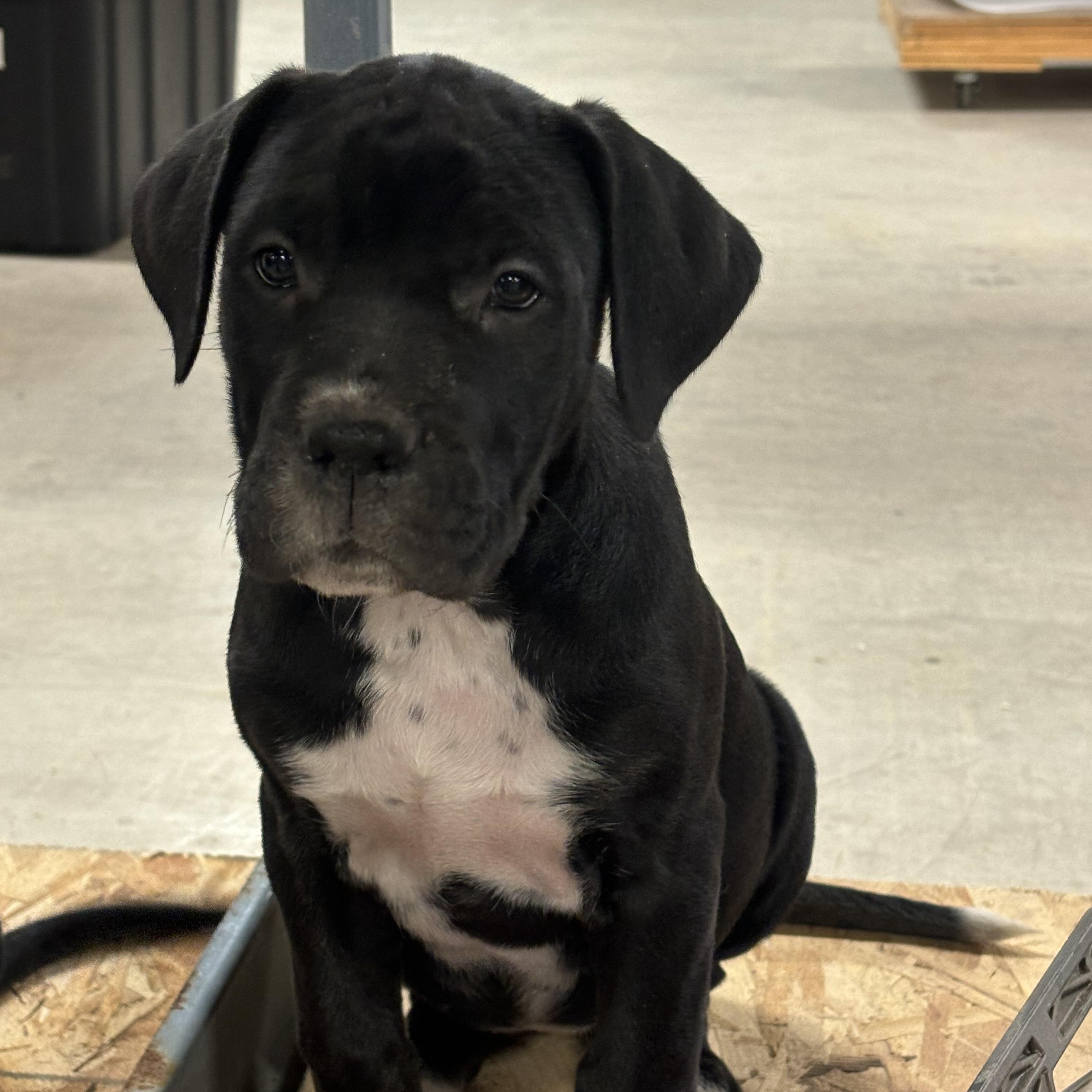 Enlarge Lucy, an adoptable mixed breed in Winnipeg, MB image 2/6