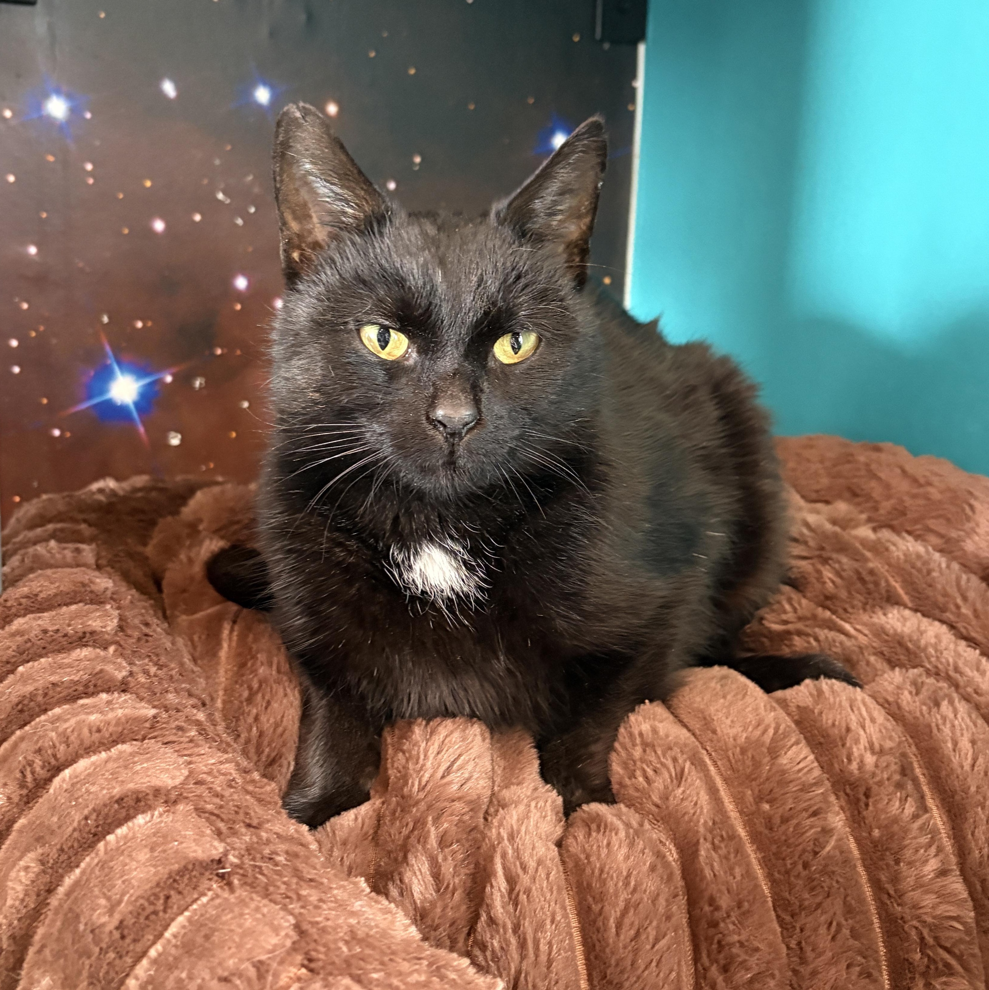 Black Sage, adopted, Adult Female Domestic Short Hair.