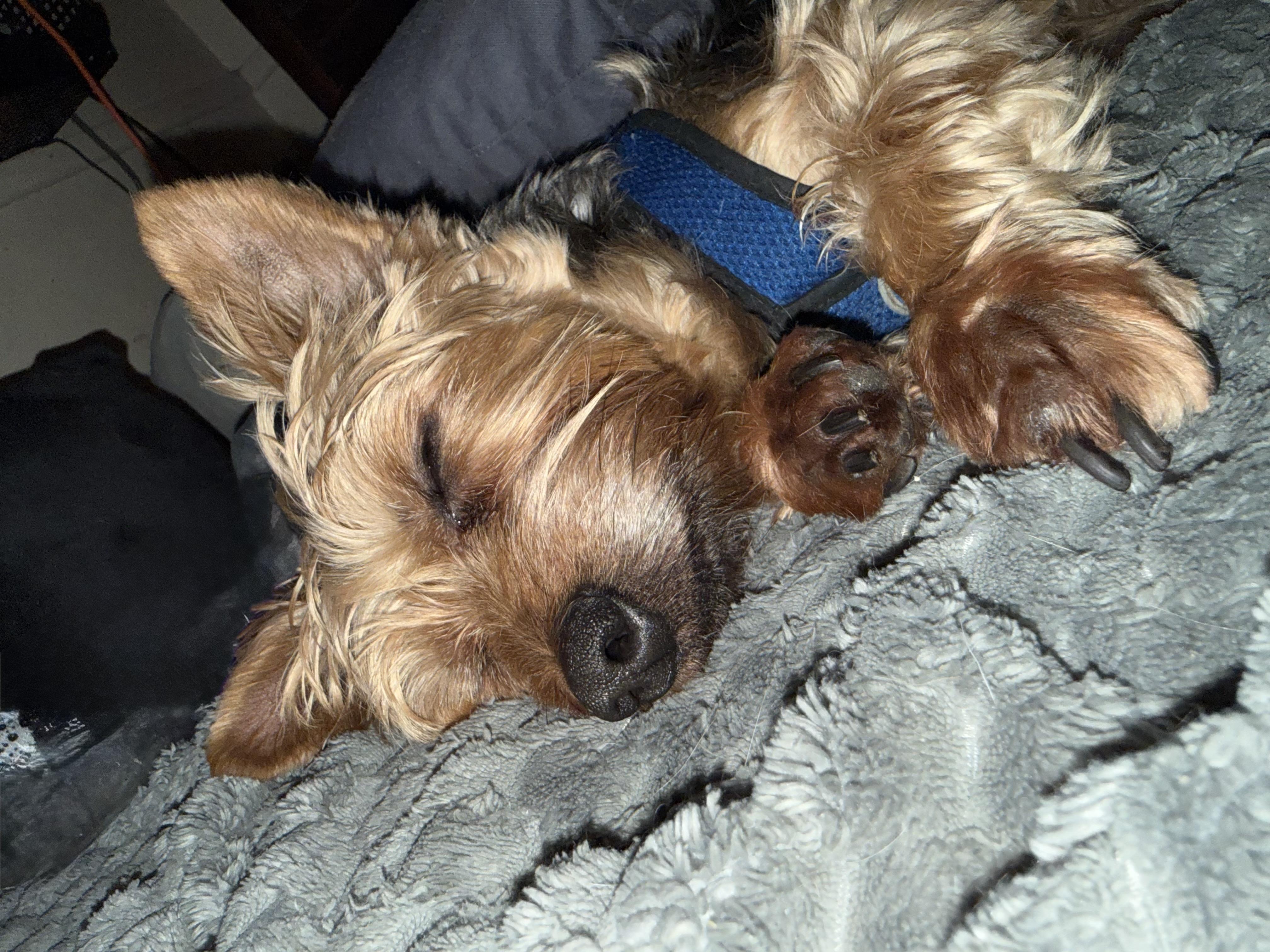 Enlarge Charlie, an adopted Yorkshire Terrier in Delmar, NY image 4/4