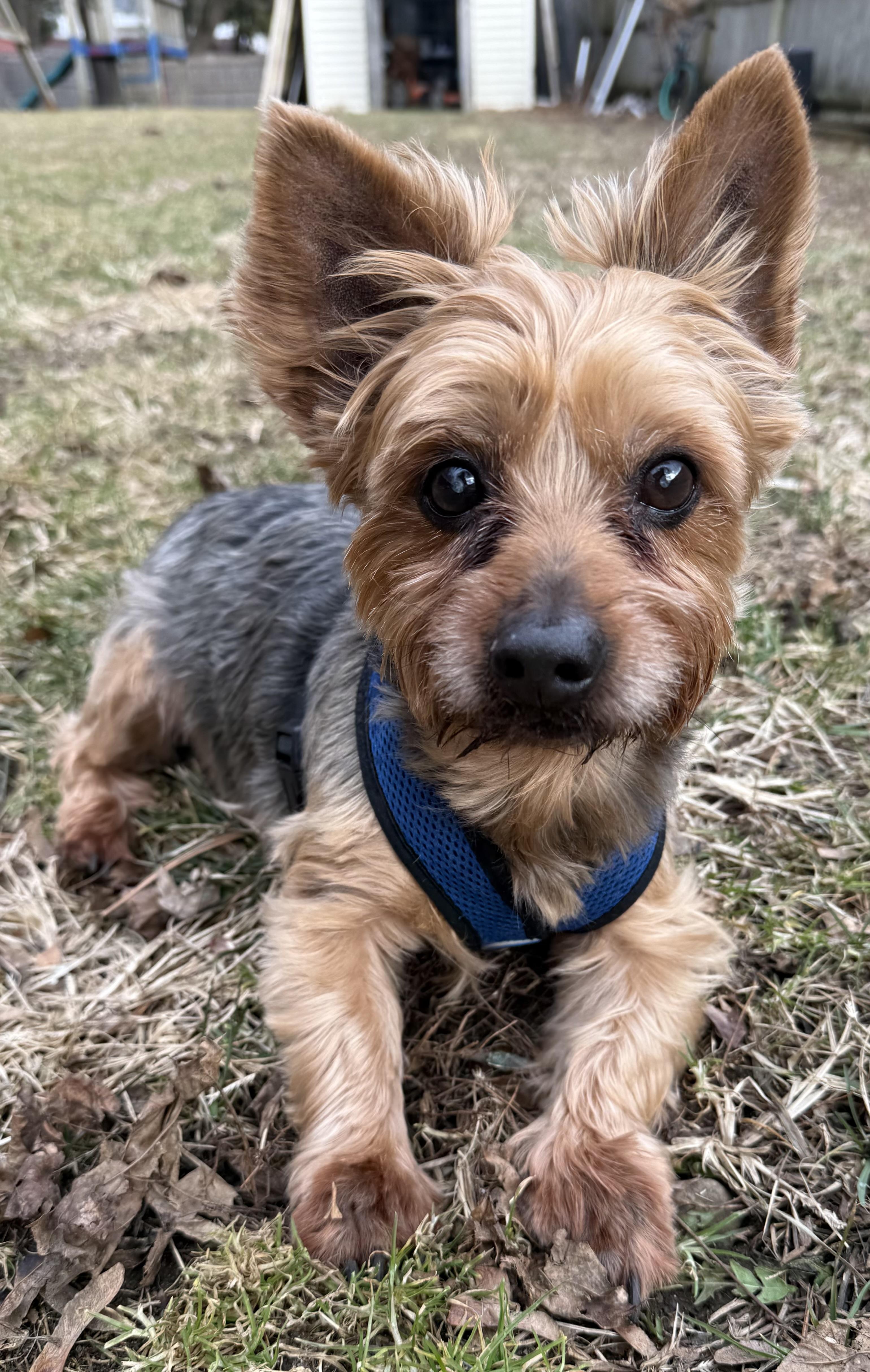 Enlarge Charlie, an adopted Yorkshire Terrier in Delmar, NY image 1/4