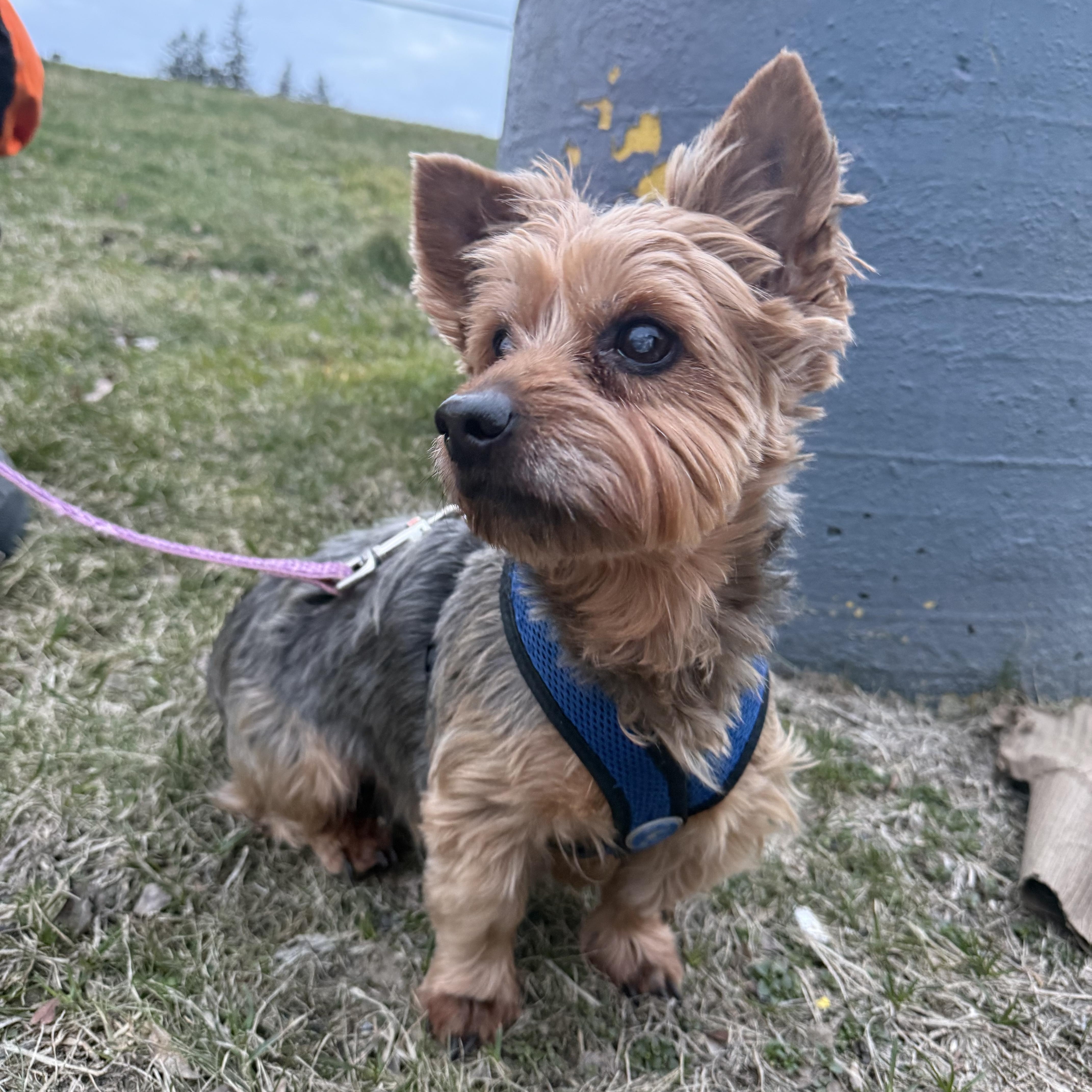 Enlarge Charlie, an adopted Yorkshire Terrier in Delmar, NY image 2/4