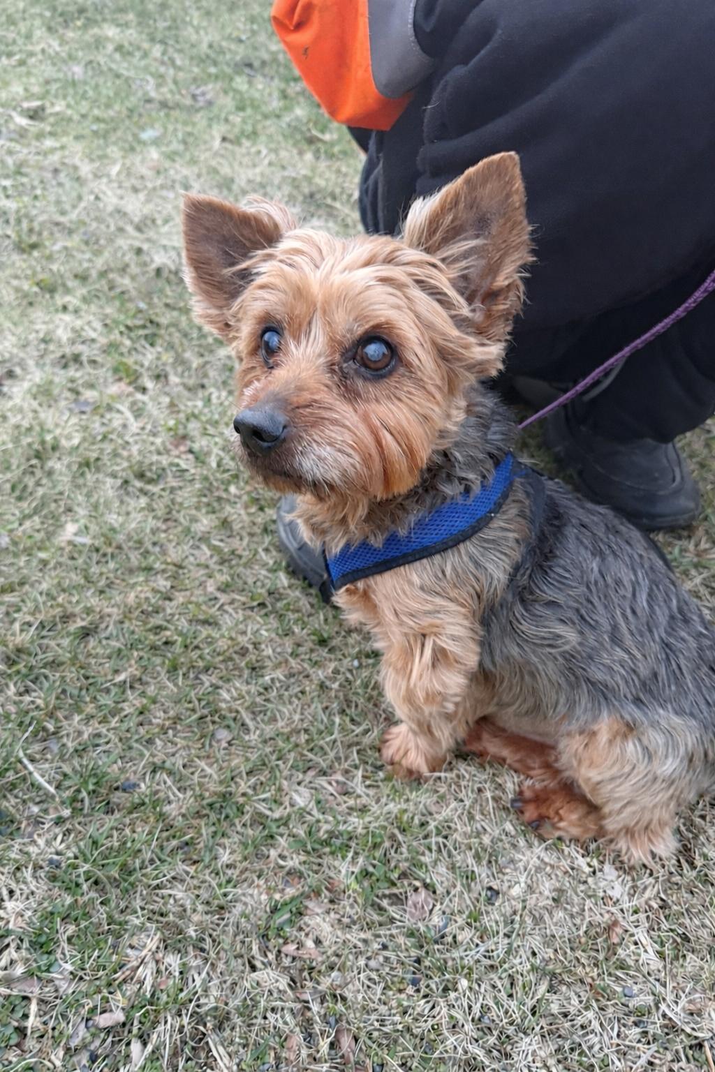 Enlarge Charlie, an adopted Yorkshire Terrier in Delmar, NY image 3/4