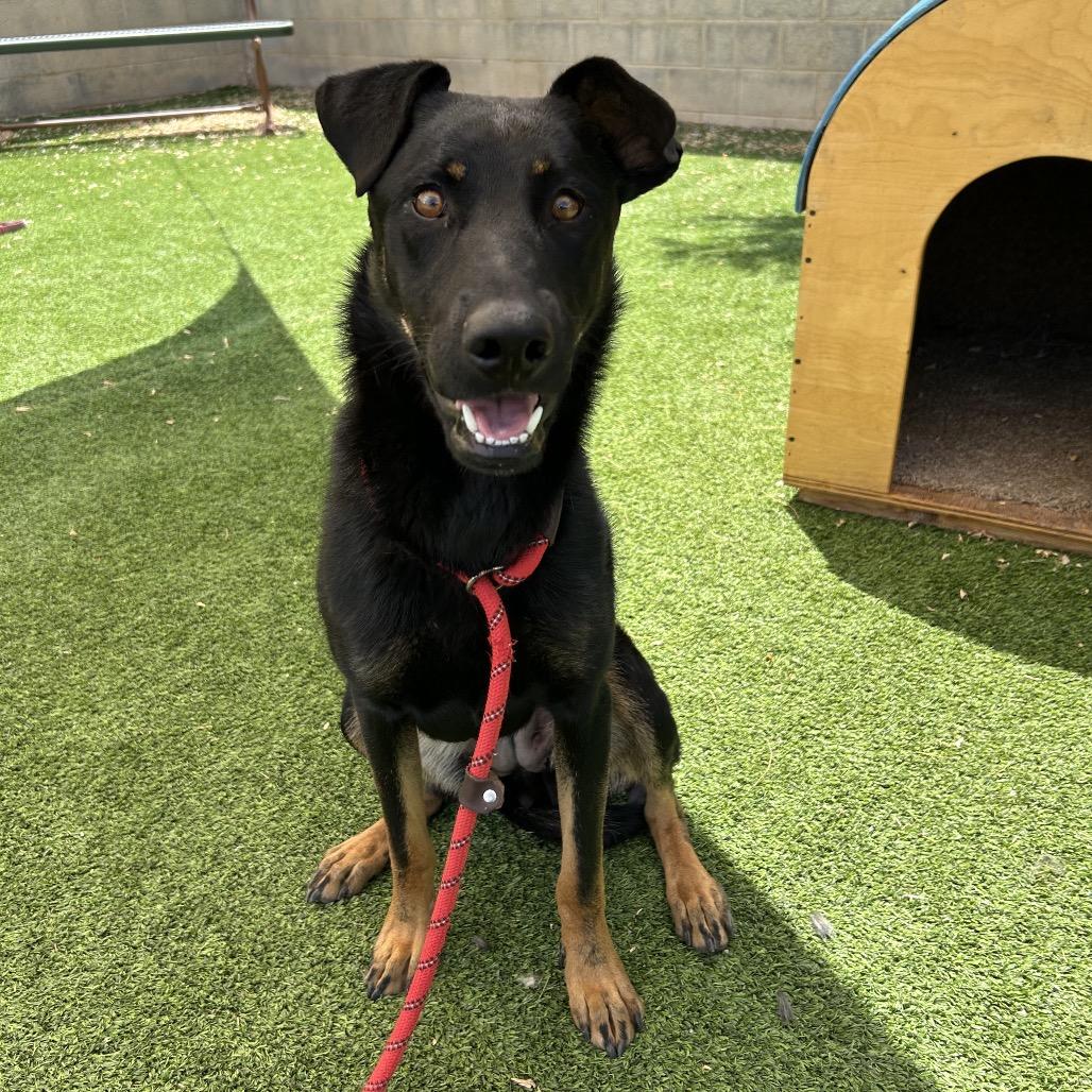 Ruthie-Loves Dogs! Adopt $50!, a Adoptable mixed breed in Flagstaff, AZ image 1/6