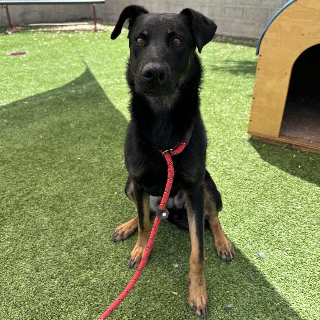 Ruthie-Loves Dogs! Adopt $50!, a Adoptable mixed breed in Flagstaff, AZ image 2/6