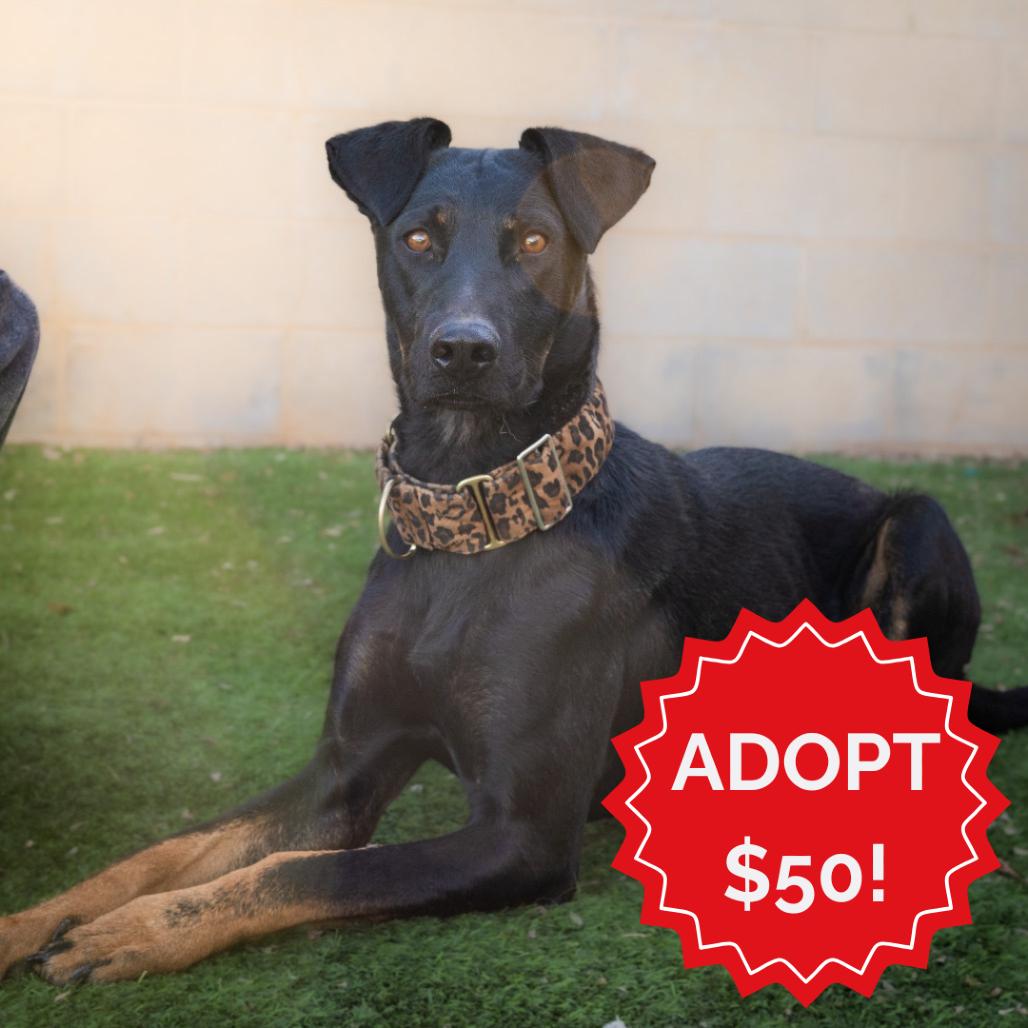 Ruthie-Loves Dogs! Adopt $50!, a Adoptable mixed breed in Flagstaff, AZ image 3/6
