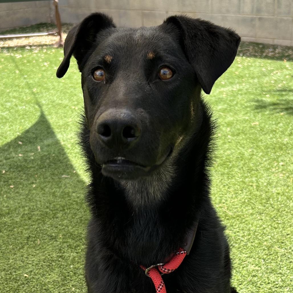 Ruthie-Loves Dogs! Adopt $50!, a Adoptable mixed breed in Flagstaff, AZ image 4/6