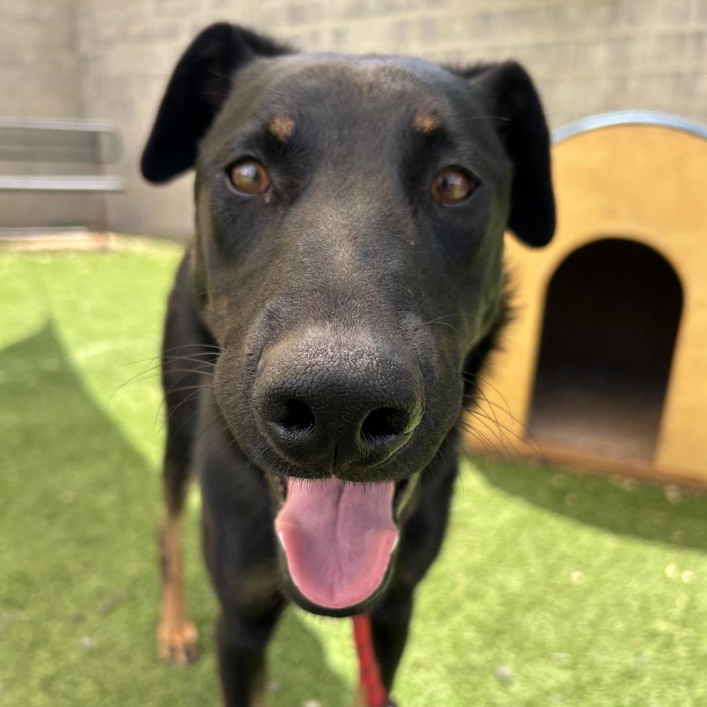 Ruthie-Loves Dogs! Adopt $50!, a Adoptable mixed breed in Flagstaff, AZ image 5/6