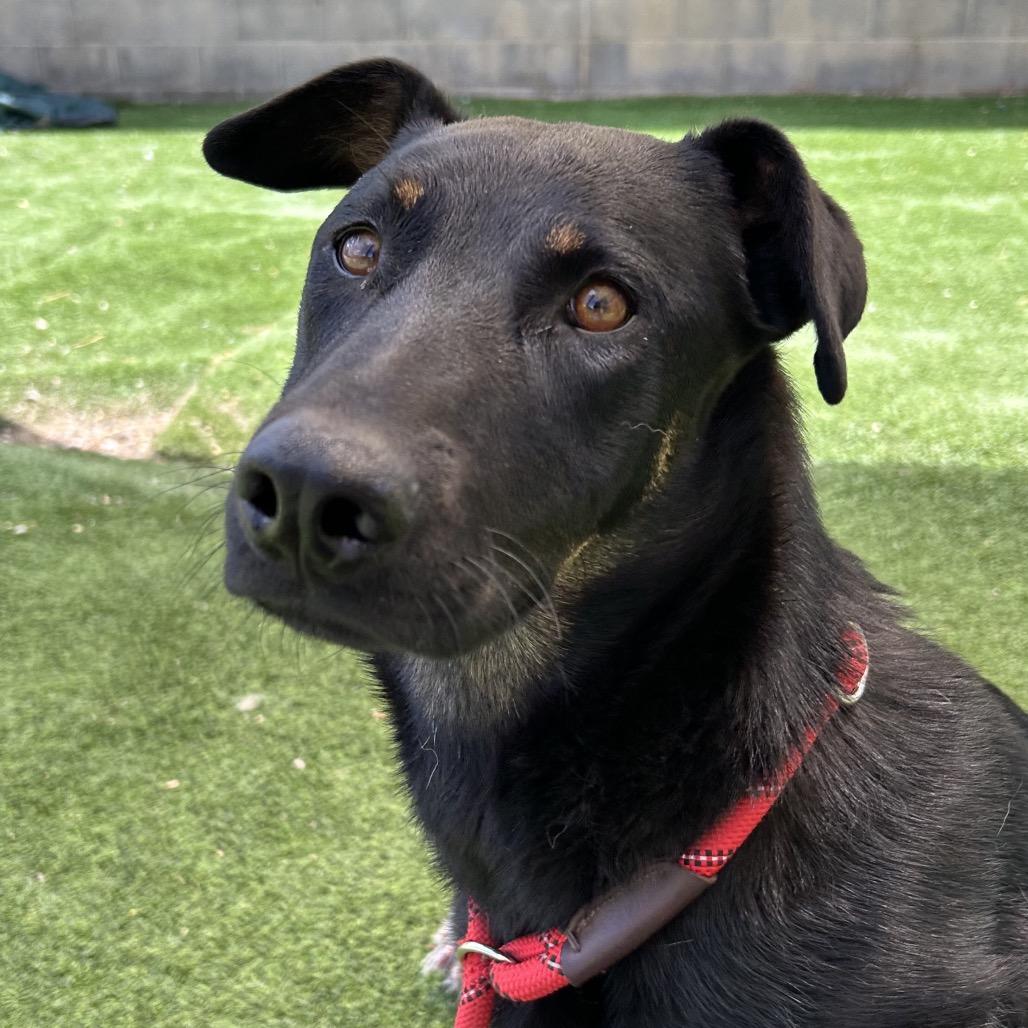 Ruthie-Loves Dogs! Adopt $50!, a Adoptable mixed breed in Flagstaff, AZ image 6/6