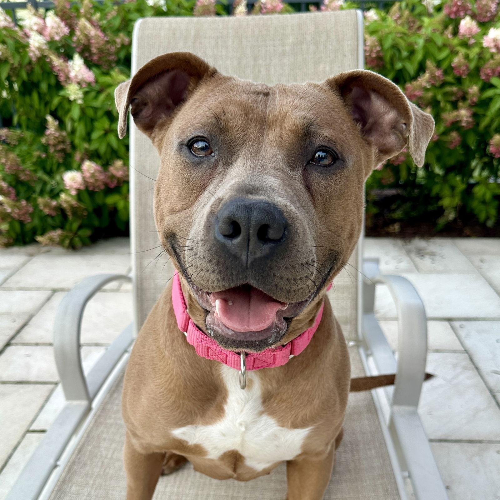 Gigi, a Adoptable Pit Bull Terrier in Island Lake, IL image 1/3