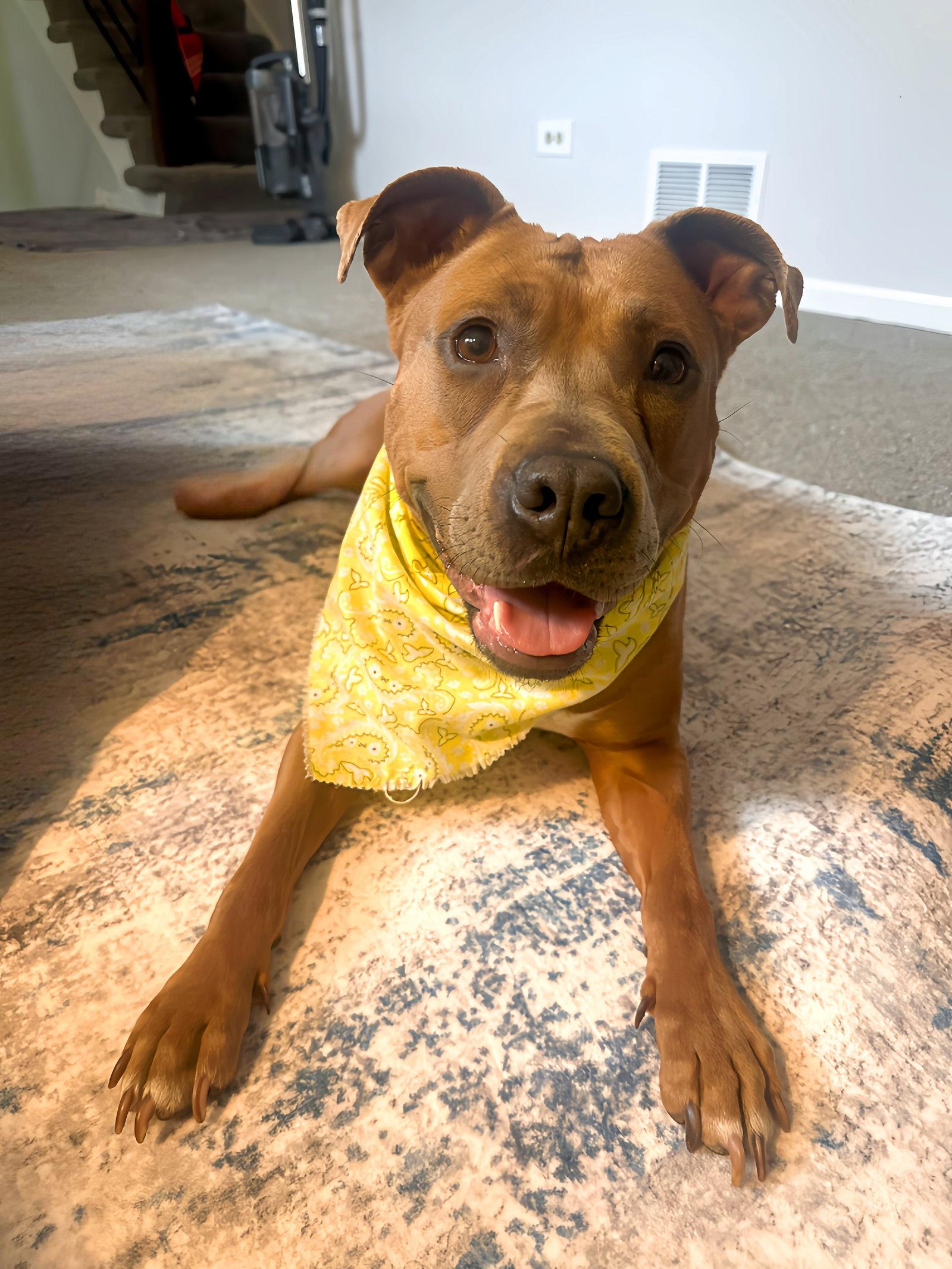 Gigi, a Adoptable Pit Bull Terrier in Island Lake, IL image 1/3