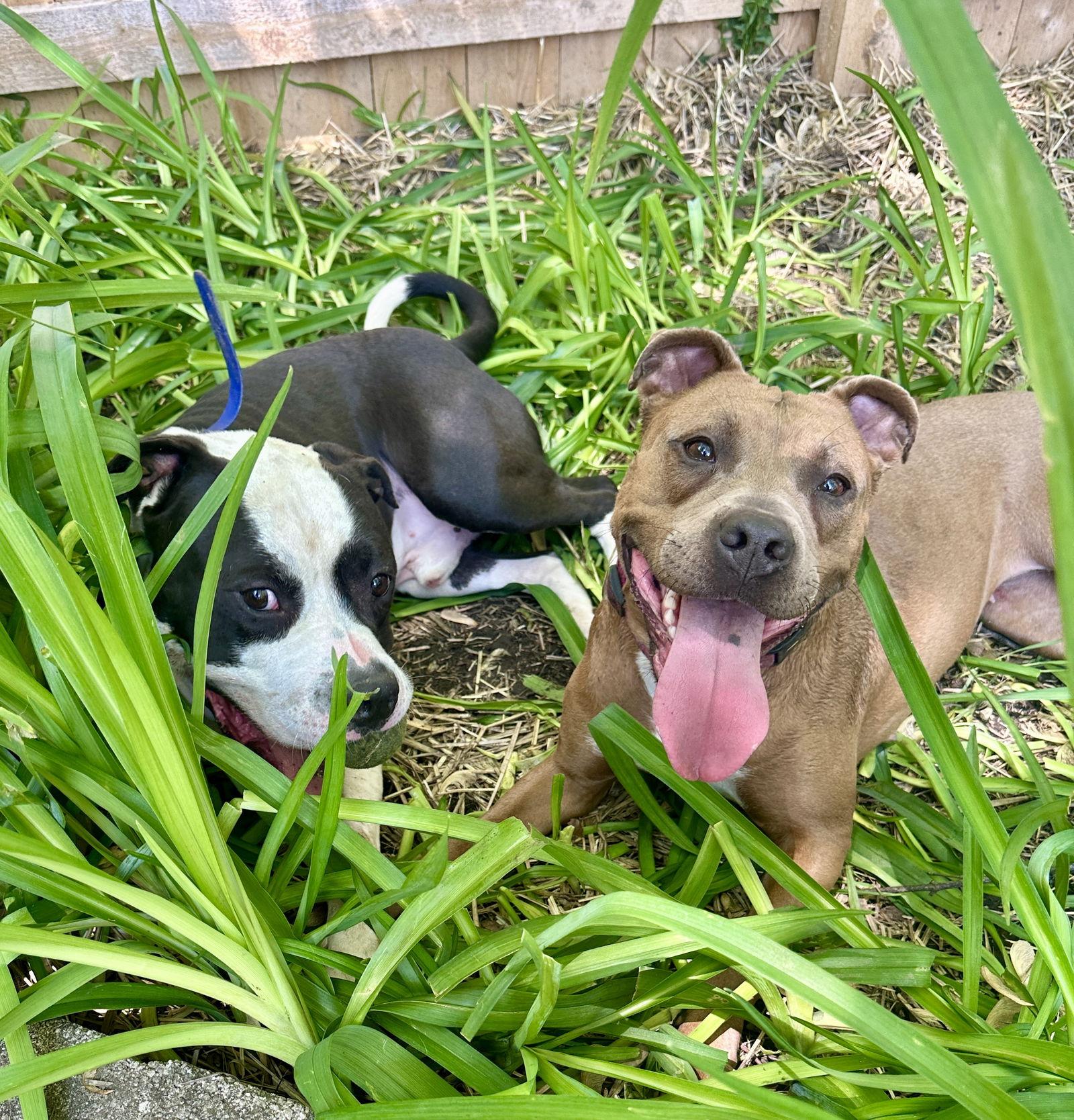 Gigi, a Adoptable Pit Bull Terrier in Island Lake, IL image 2/3