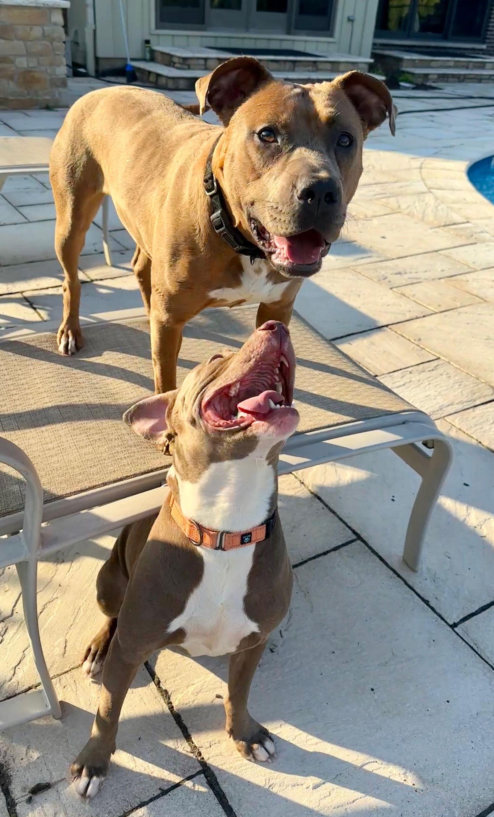 Gigi, a Adoptable Pit Bull Terrier in Island Lake, IL image 3/3