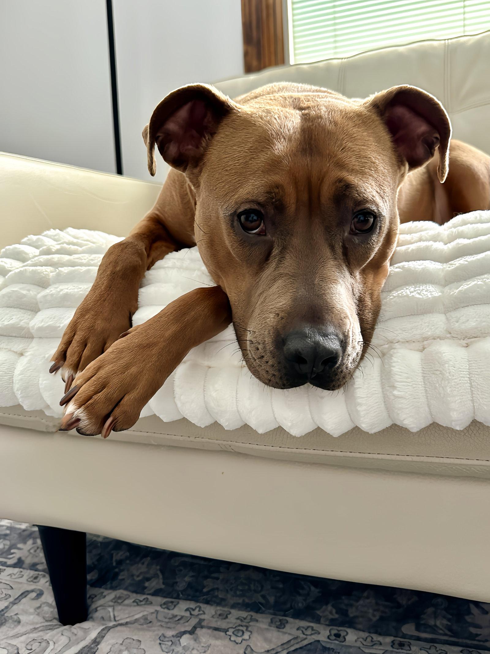 Gigi, a Adoptable Pit Bull Terrier in Island Lake, IL image 2/3