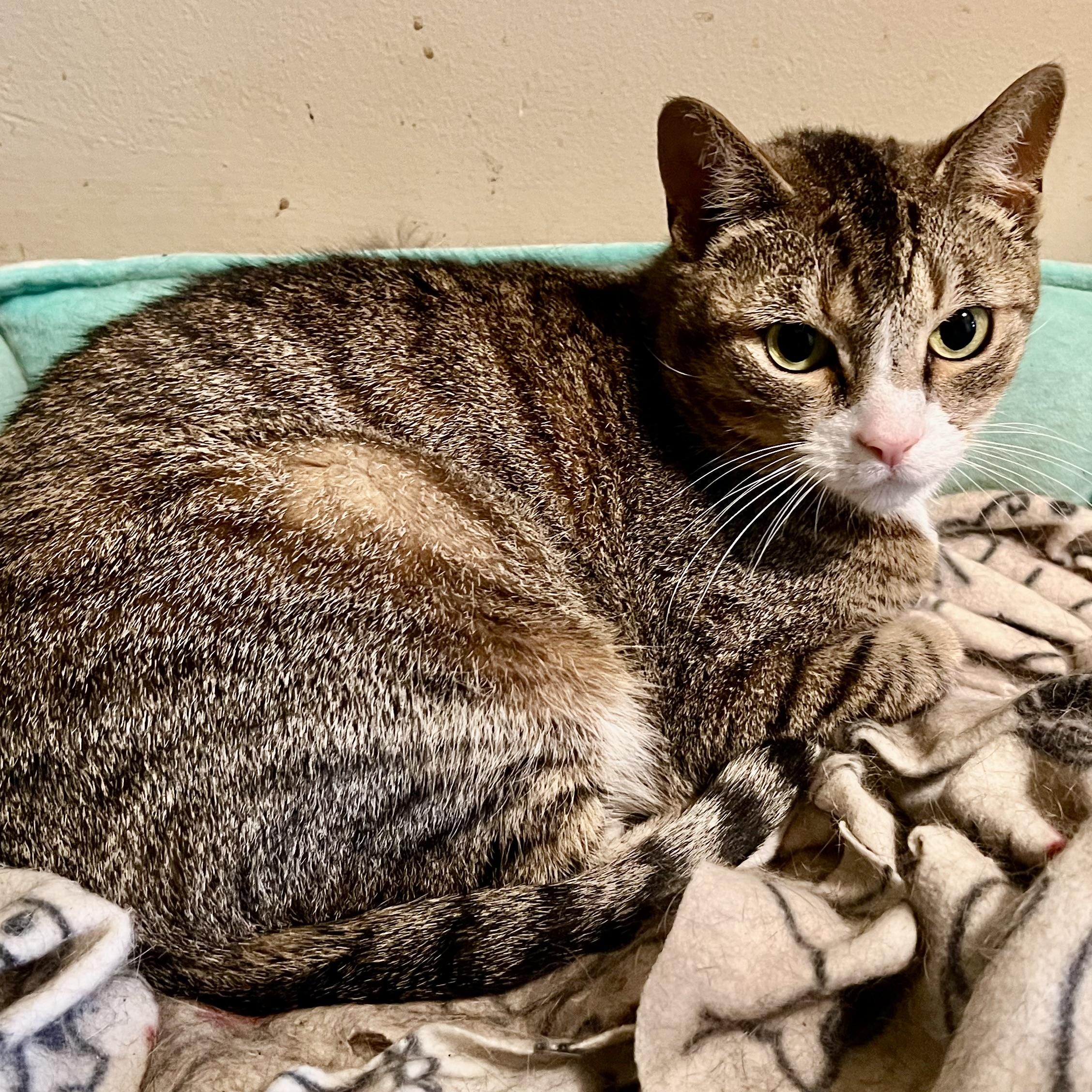 Enlarge Tiki, a ADOPTABLE Domestic Short Hair in Cranford, NJ image 3/3