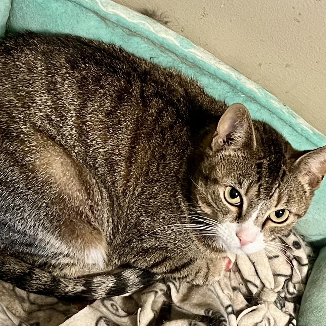 Enlarge Tiki, a ADOPTABLE Domestic Short Hair in Cranford, NJ image 1/3