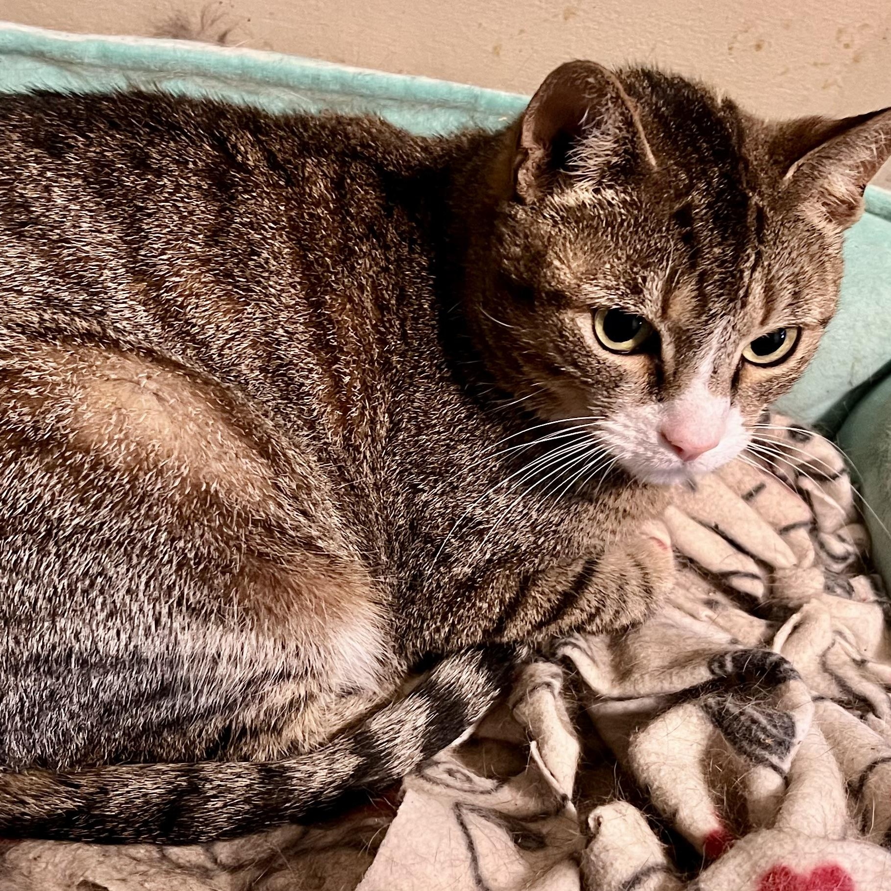 Enlarge Tiki, a ADOPTABLE Domestic Short Hair in Cranford, NJ image 2/3